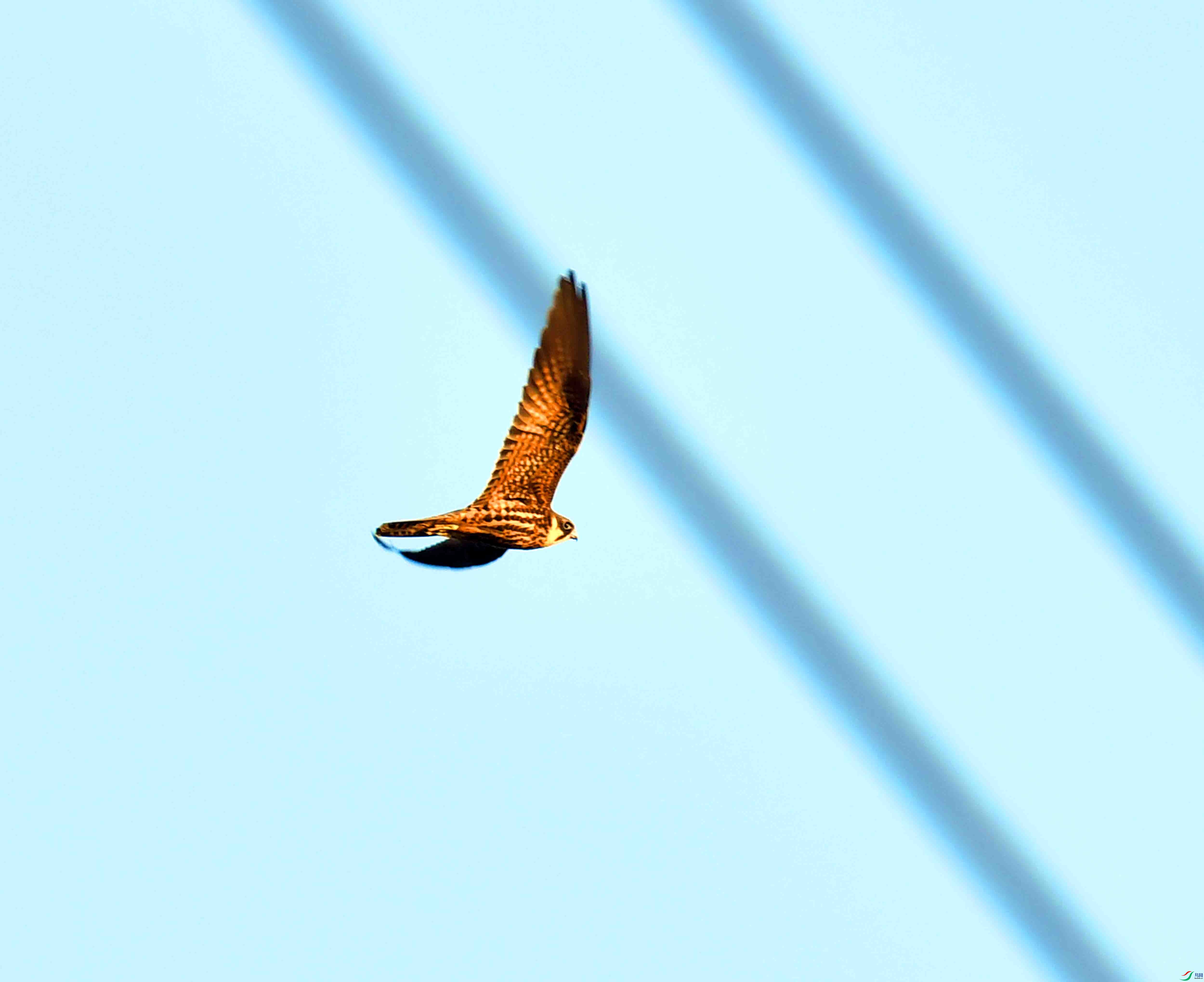 DSC_9955.JPG