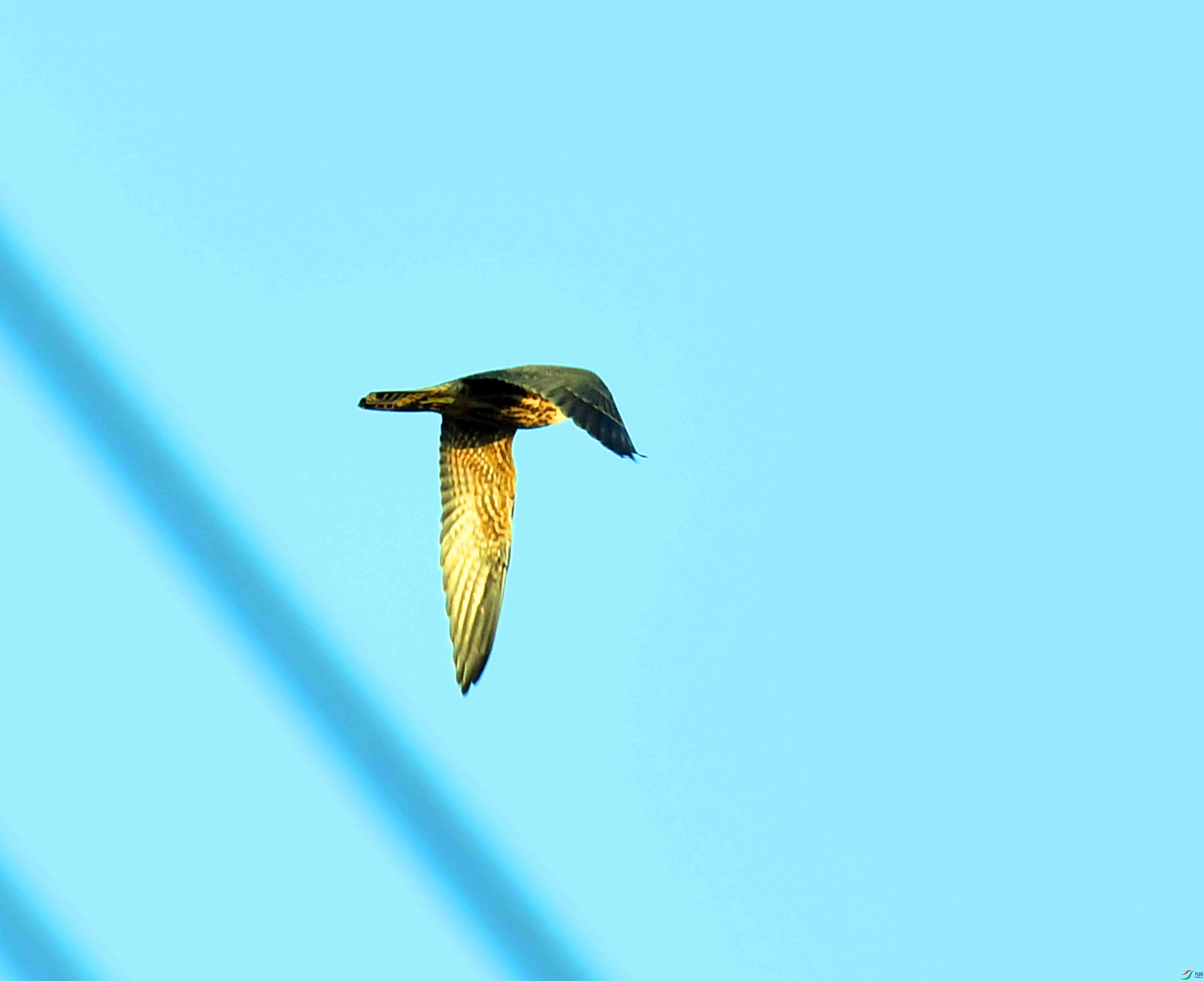 DSC_9957.JPG