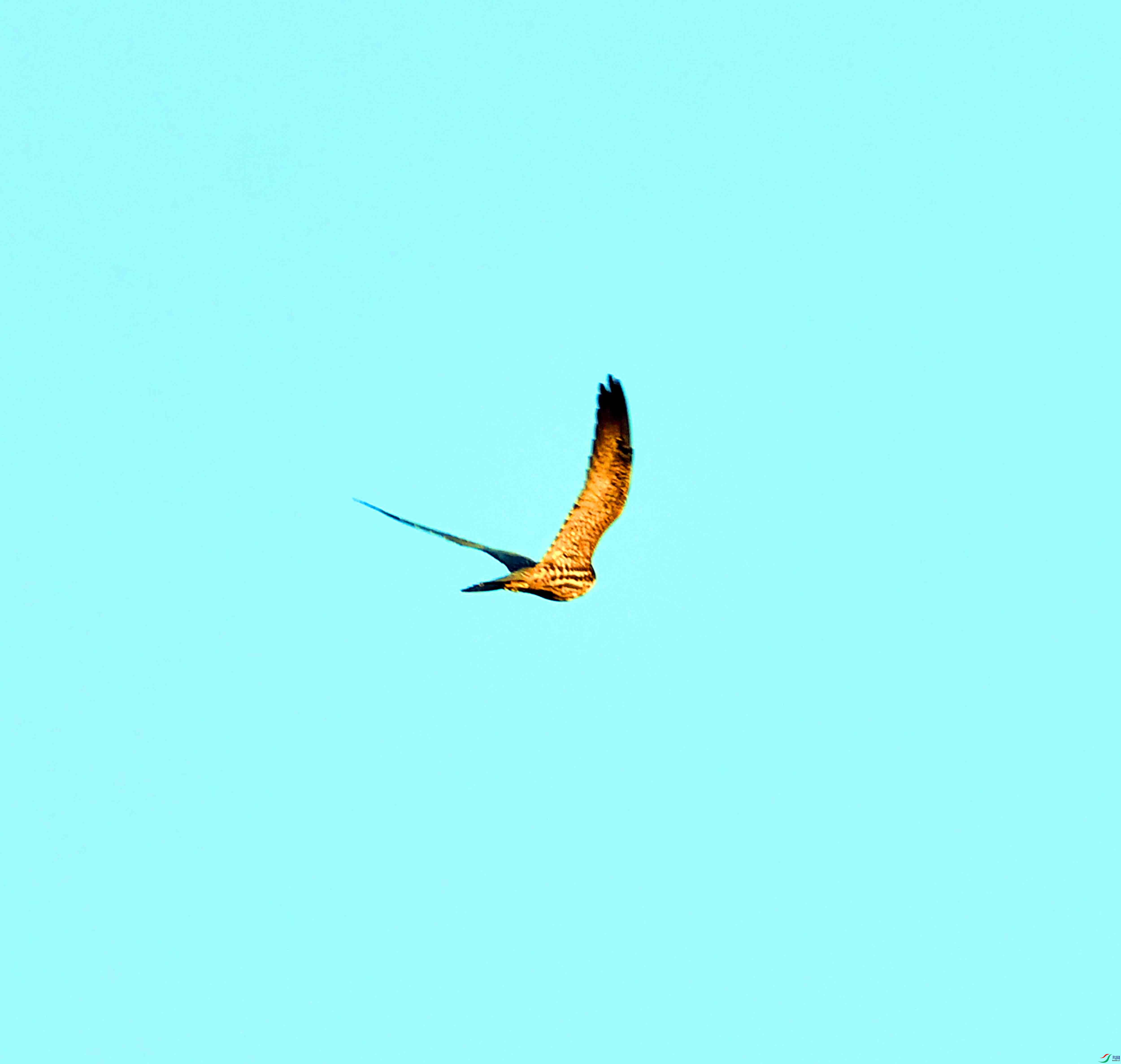 DSC_9960.JPG