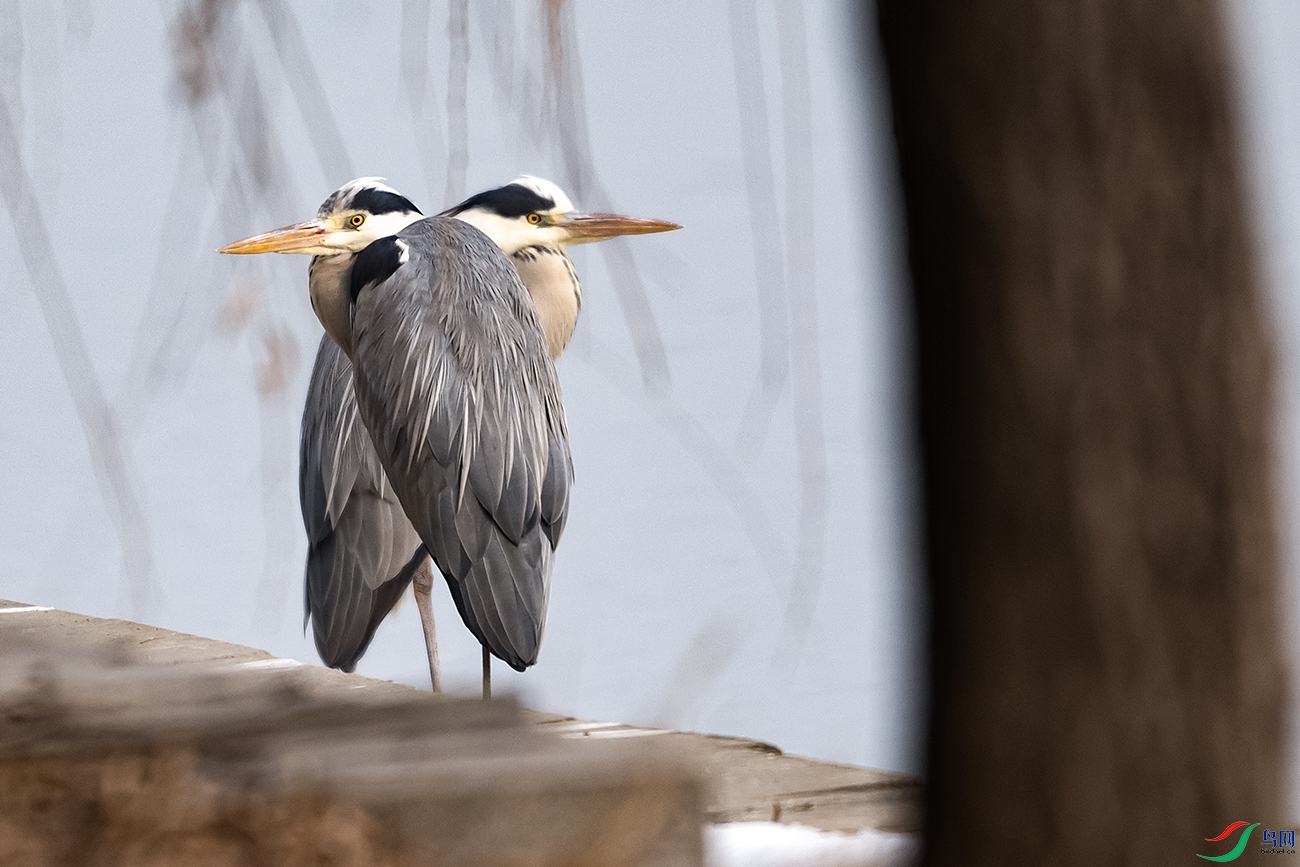DSC_7993-.jpg