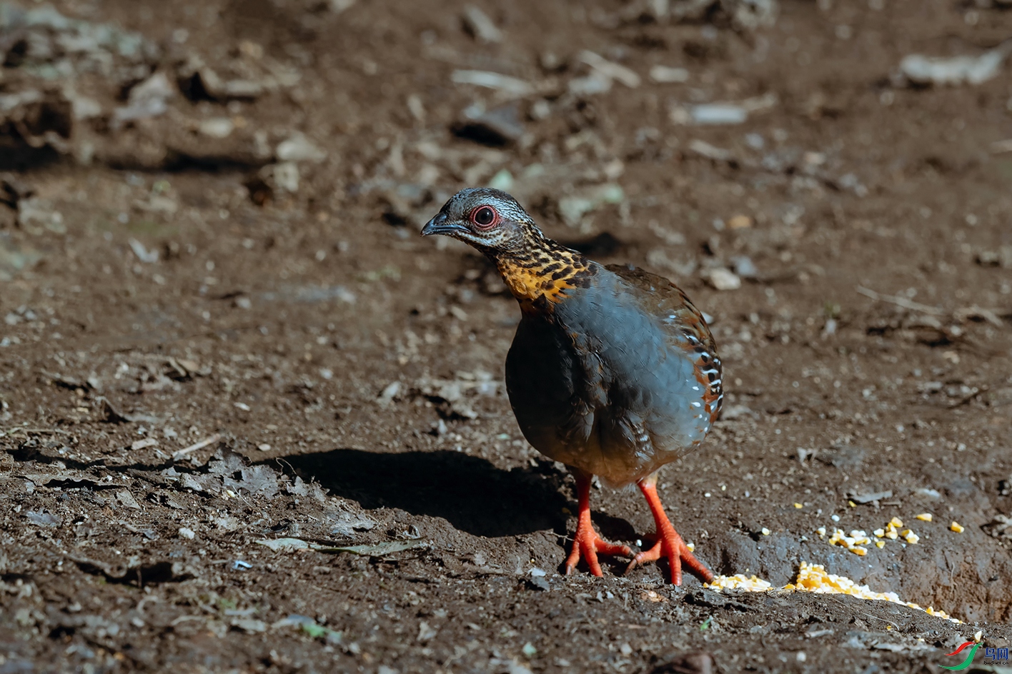 6DSC_0862_DxOa.jpg