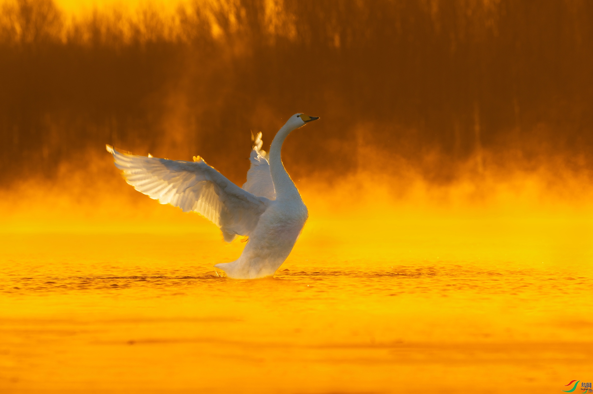 1.13����������ʦ��Ʒ   ���ӭ��ϼ ��ף���ٻ����������.jpg