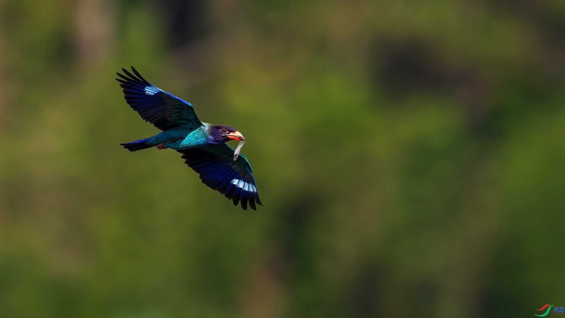 1.14�ƽ�Ҷ��ʦ��Ʒ   ���в�ʳ ��ף���ٻ����Ѿ�����.jpg