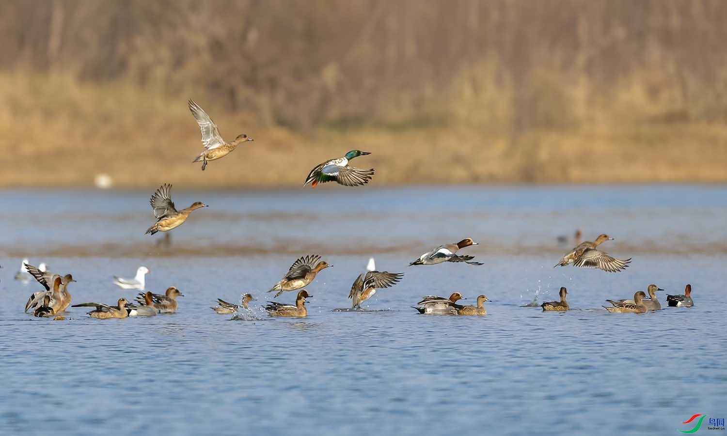 1.14����п���ʦ��Ʒ  ������Ѽ ��ף���ٻ��Ա������.jpg