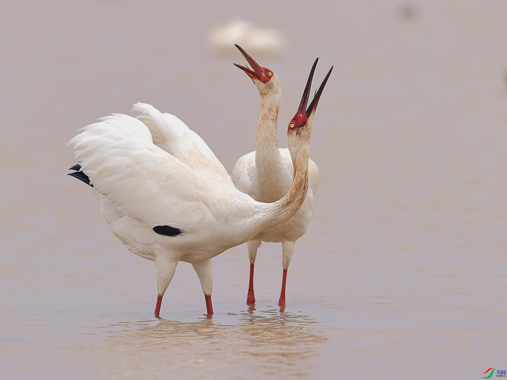 1.15��Ұ�Ÿ���ʦ��Ʒ   �򳪸��� ��ף���ٻ���Ӱʦ������.jpg