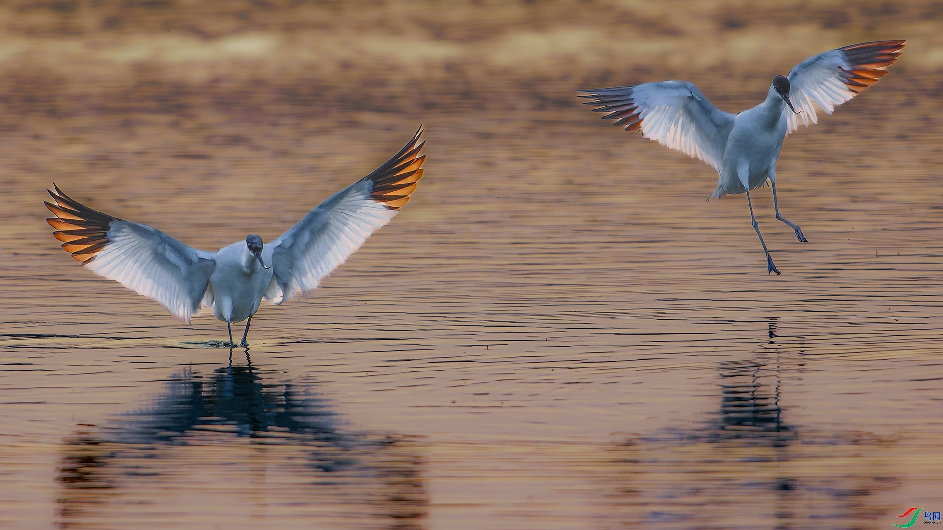 1.15����627��ʦ��Ʒ   ���� ��ף���ٻ����Ѿ�����.jpg