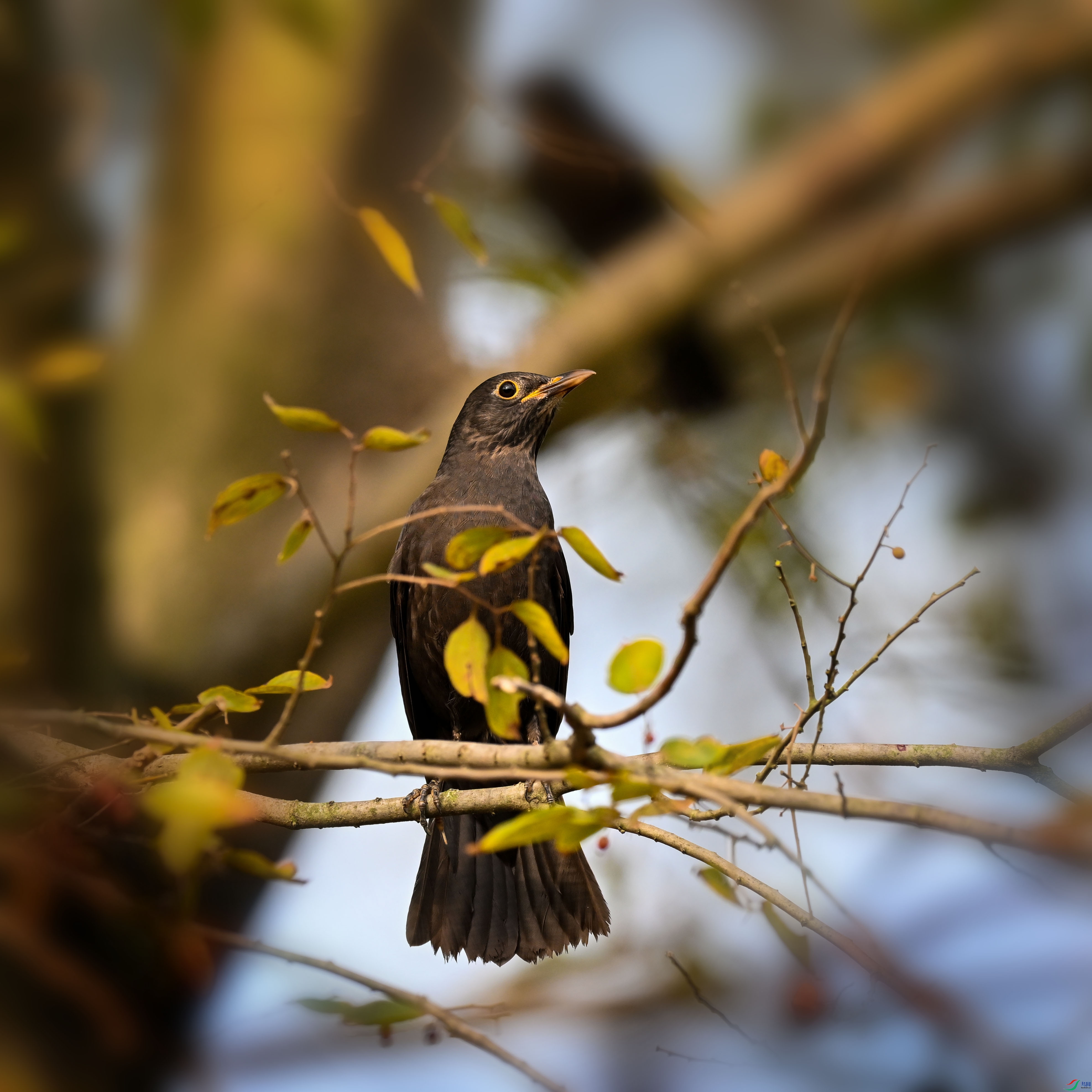 DSC_1078.jpg