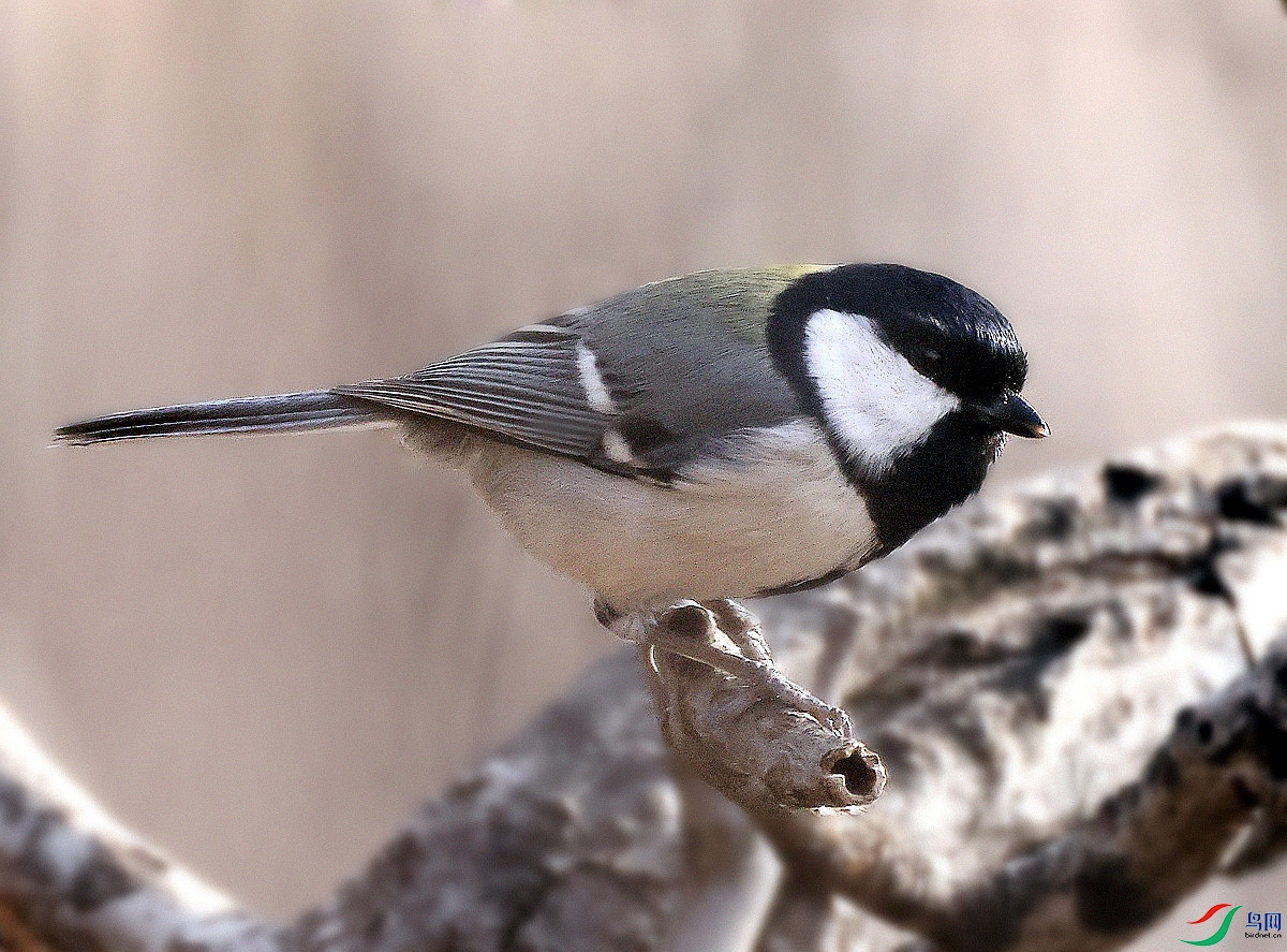 3A2462��ɽȸ-25.jpg