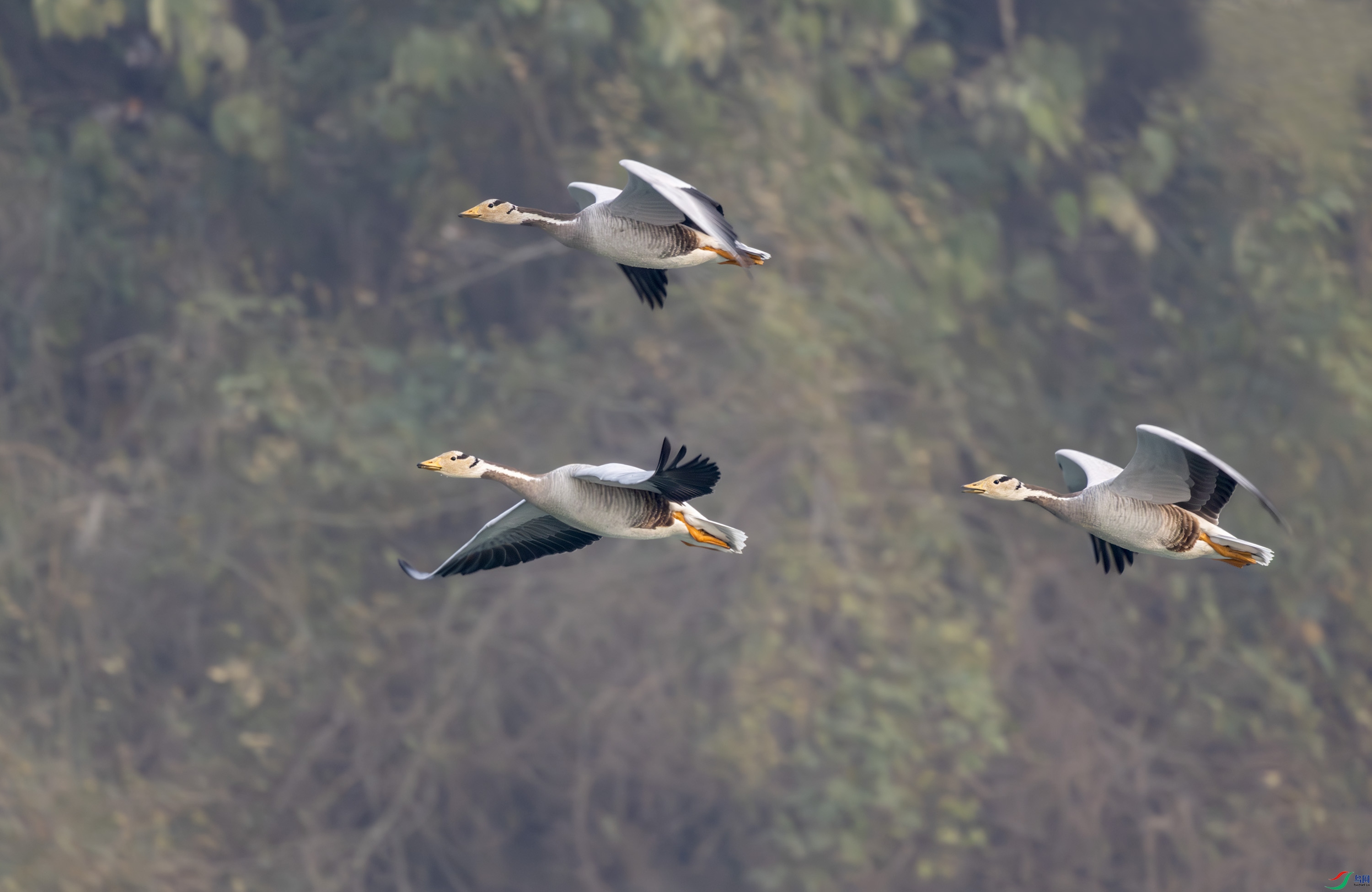 2I1A6177-����ǿ-NR ����.jpg