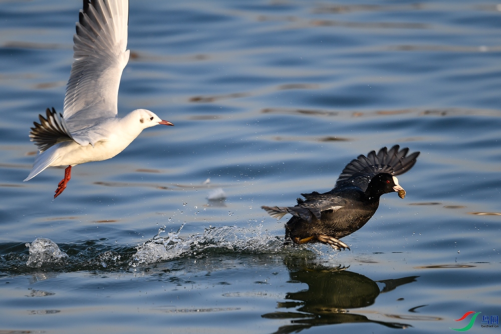 DSC_0178a---1000.jpg