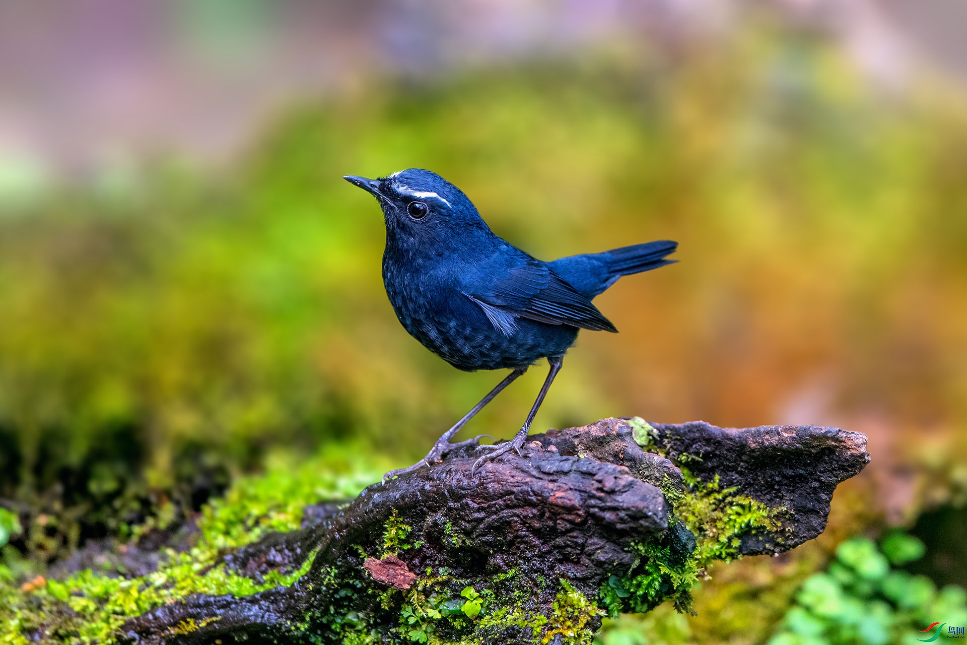 ��_AUU1678��ϲɽ�̳��(24.2.15)-1.jpg