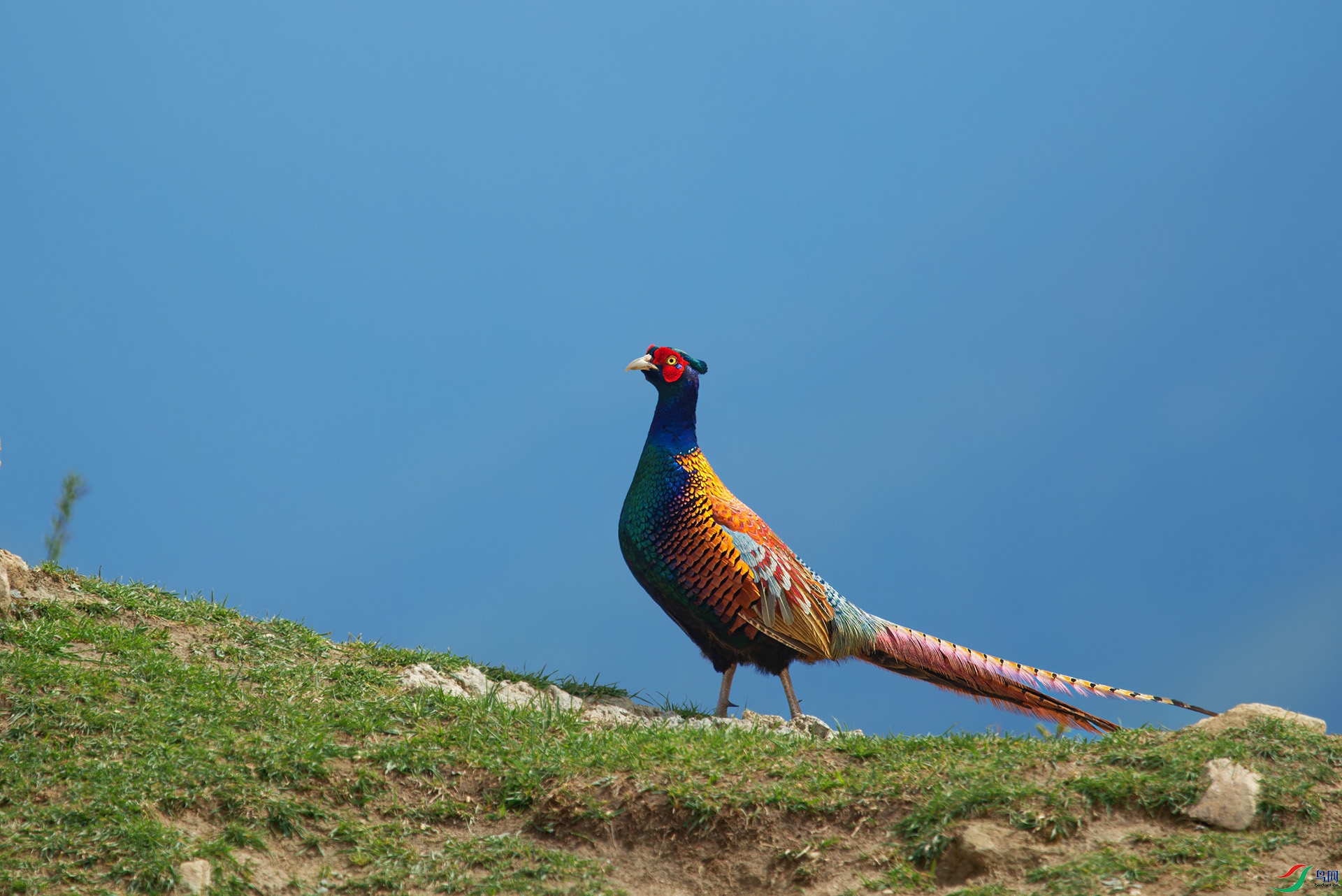 DSC_6003-1.jpg