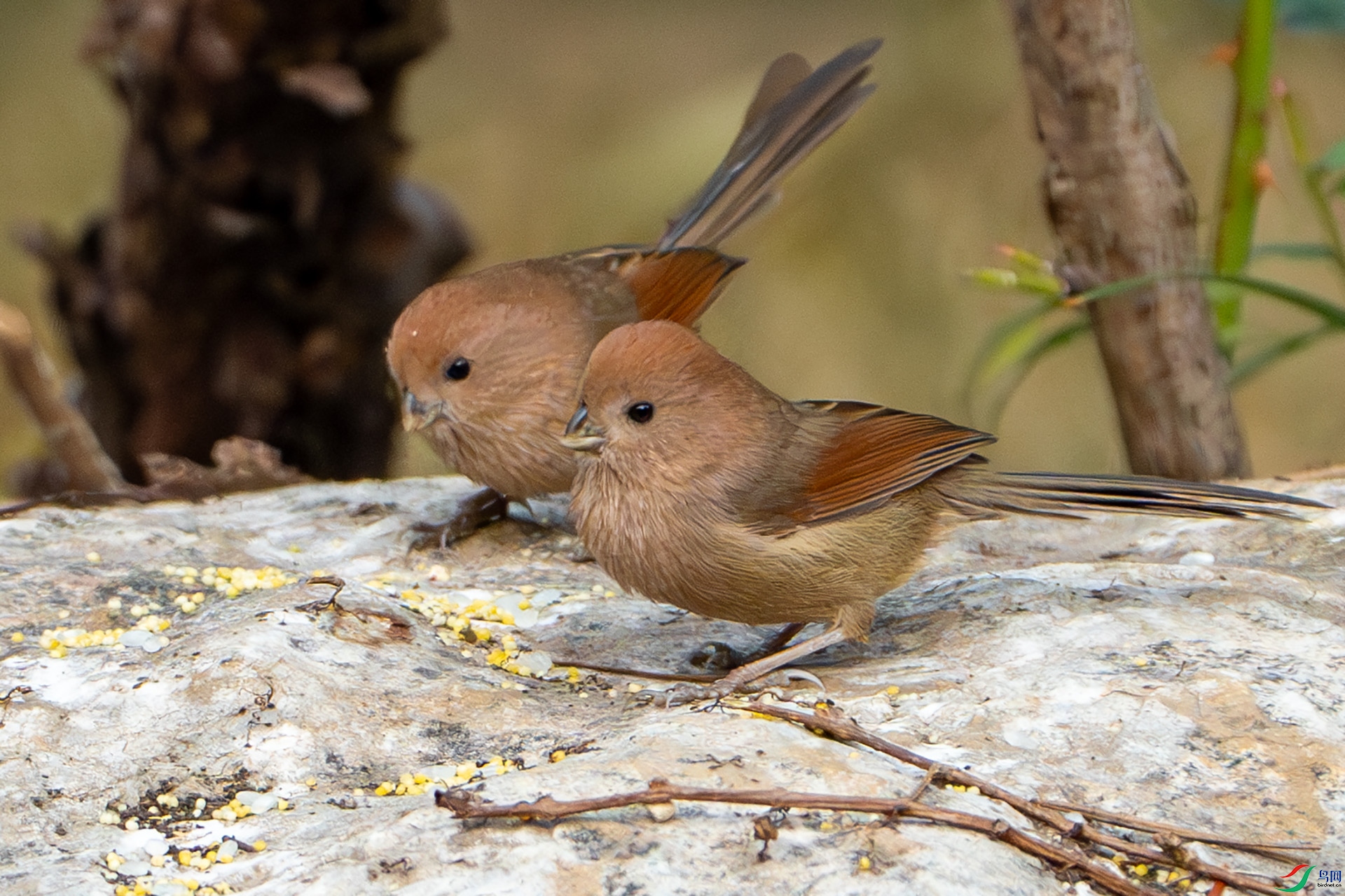 DSC04810-����ǿ-NR ����.jpg