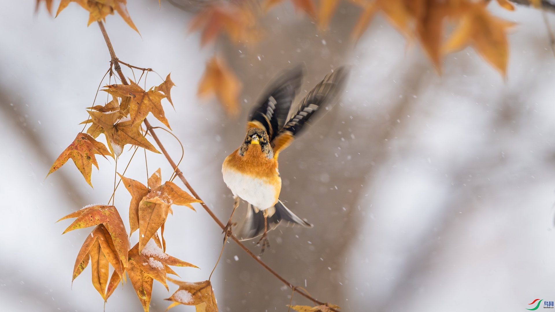 2_DSC5070-����ǿ-NR ����.jpeg