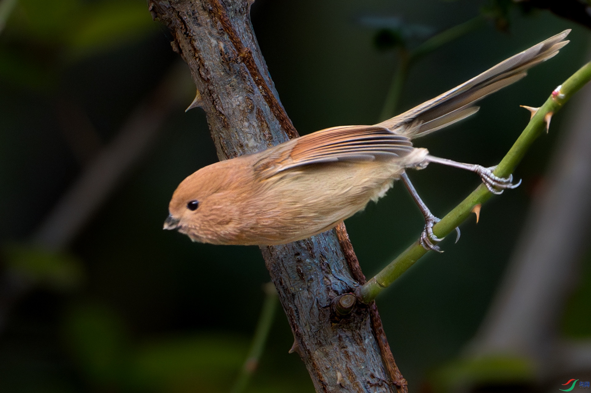 DSC06400-����ǿ-NR ����.jpg