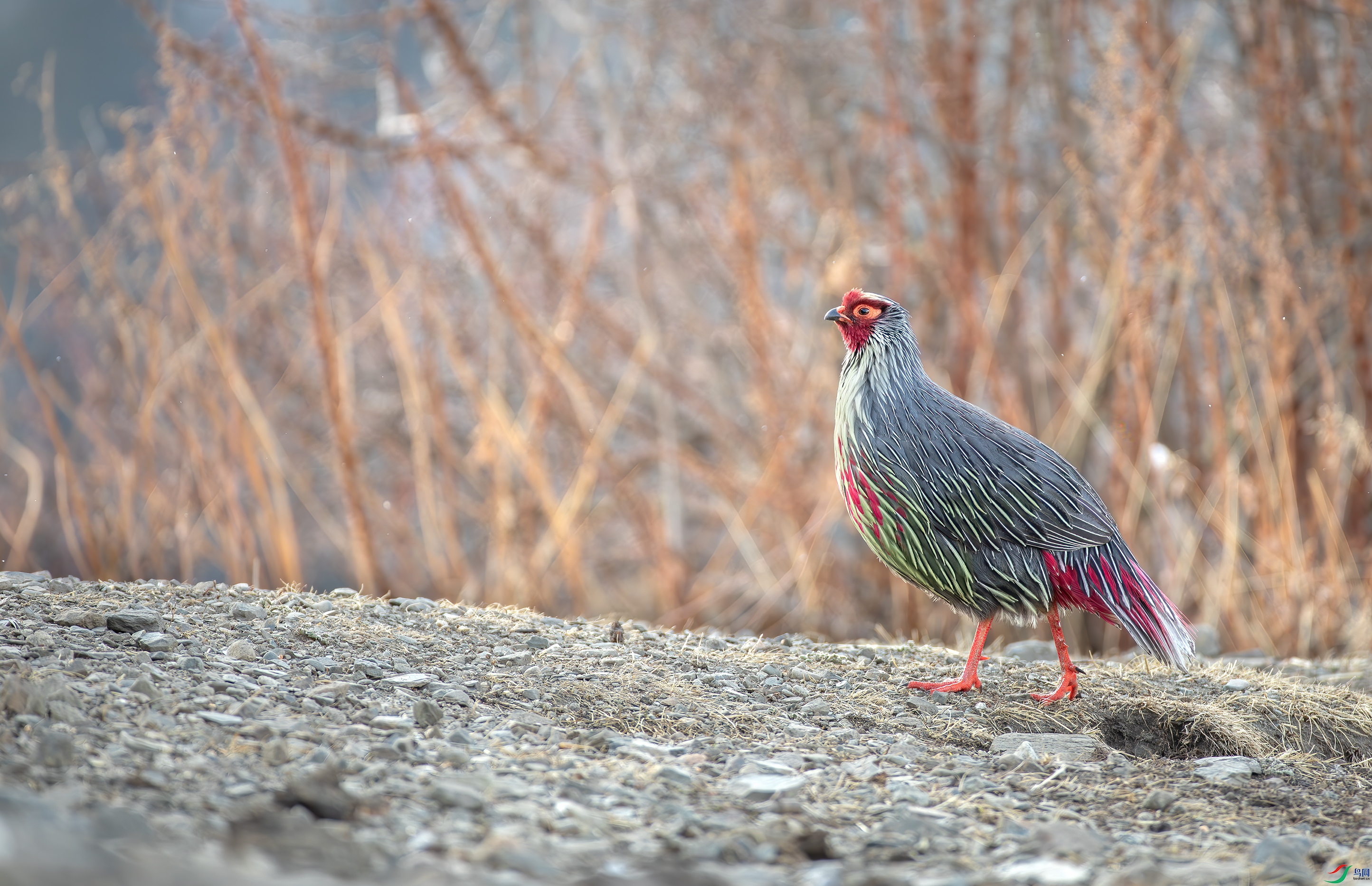 _S5A9436-����ǿ-NR ����.jpg