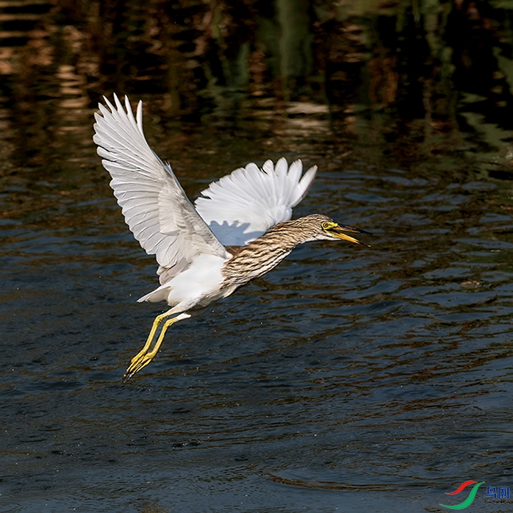 DSC_4395-11.jpg