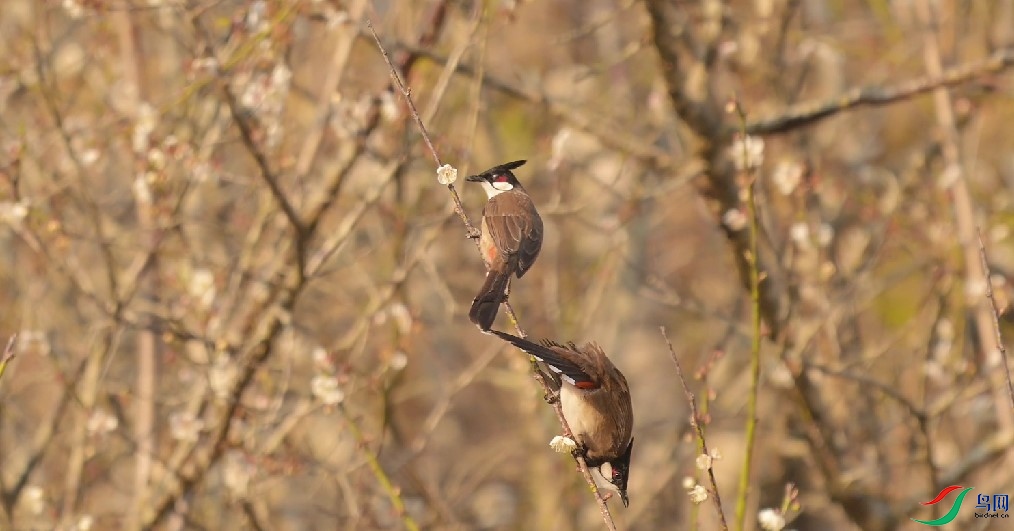 ��Ļ��ͼ 2025-01-16 233030.jpg