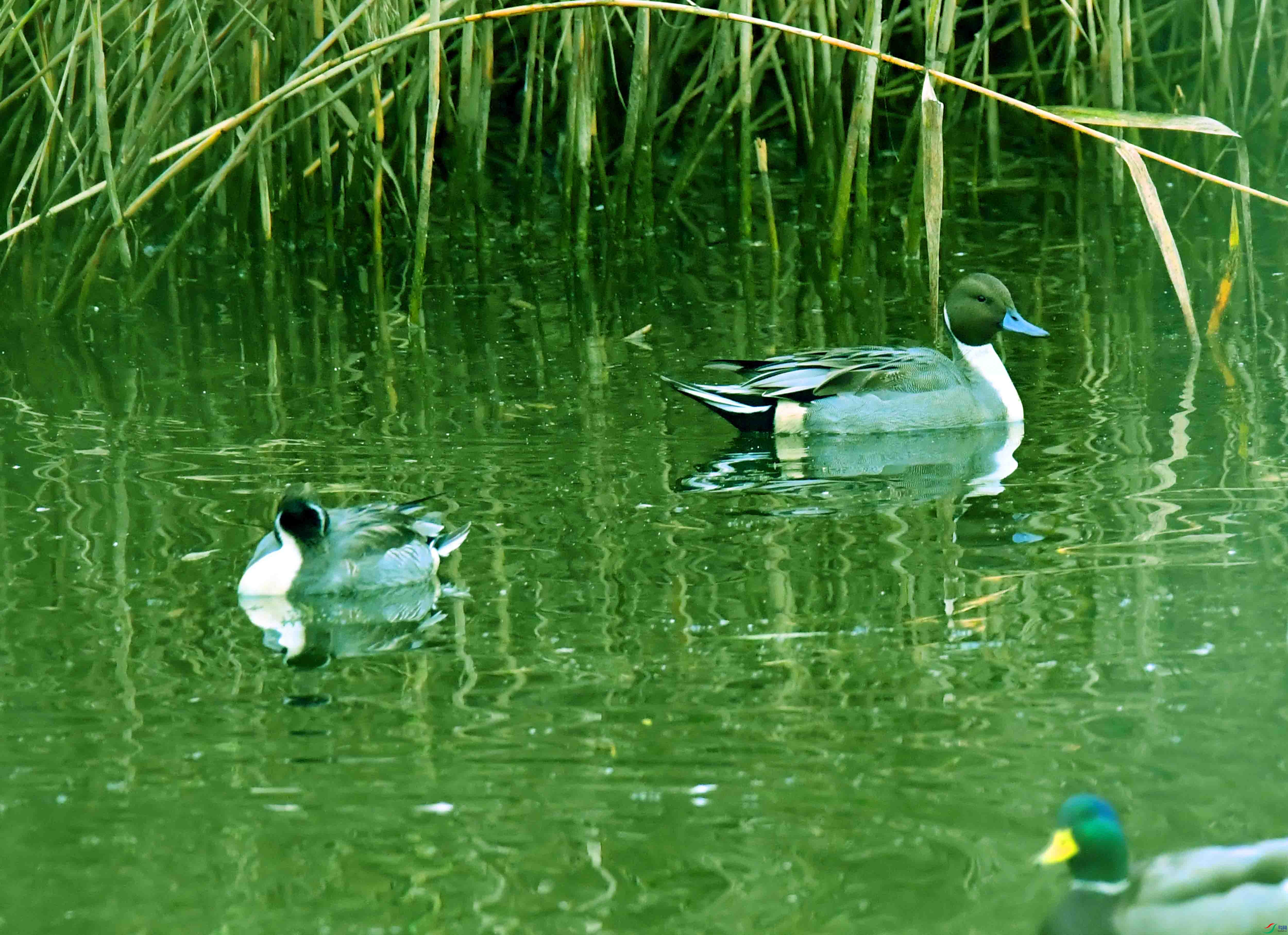 DSC_3079.JPG