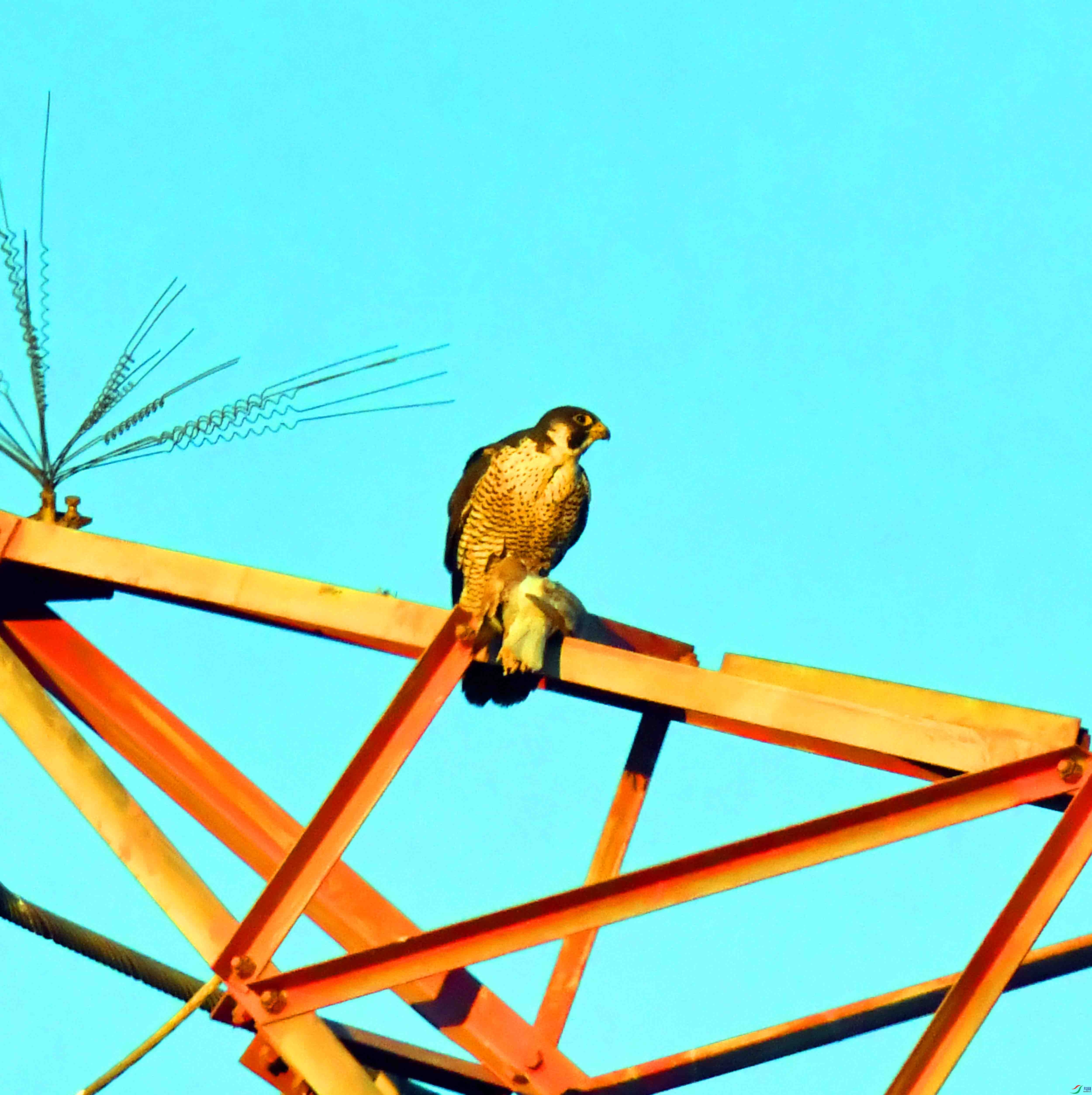 DSC_1084.JPG
