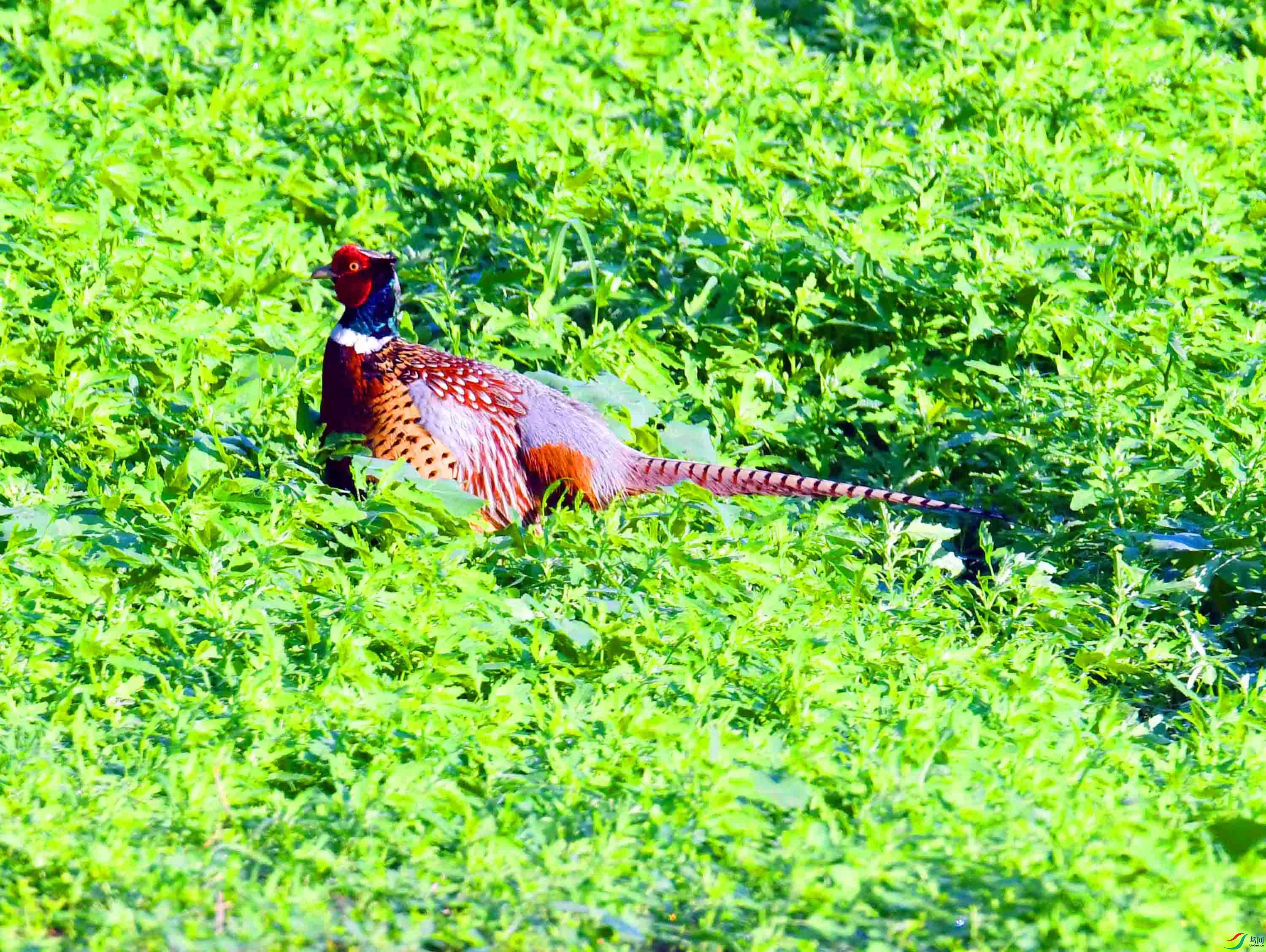 DSC_2938.JPG