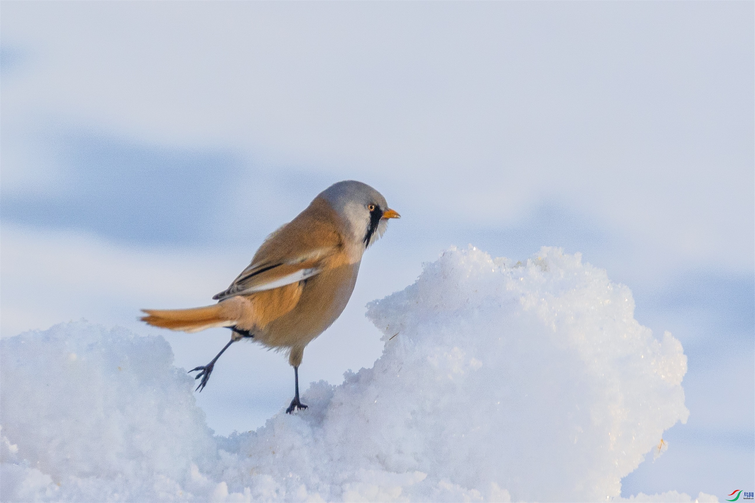 1K3A7282 ����1.jpg