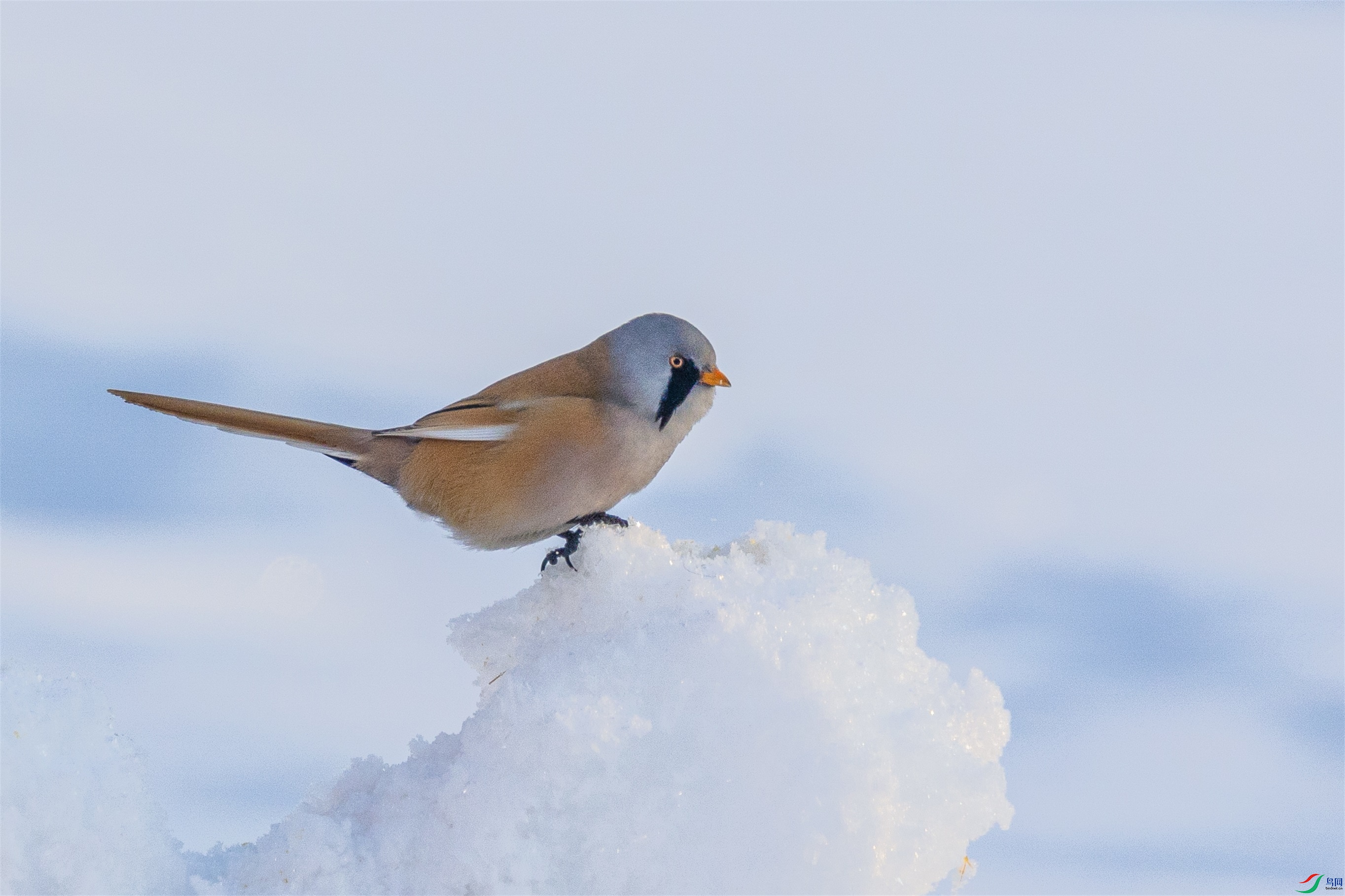 1K3A7285 ����1.jpg