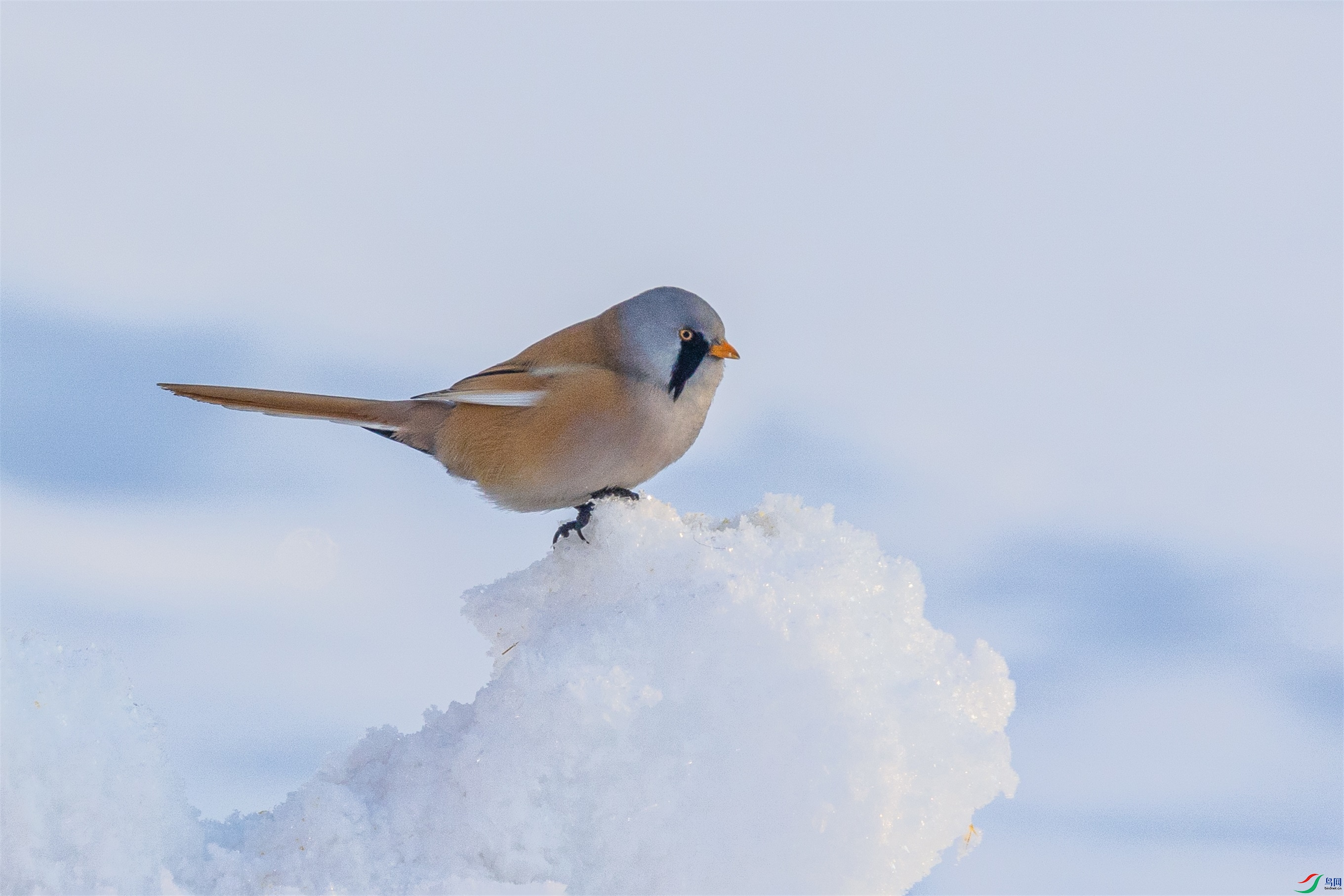 1K3A7287 ����1.jpg