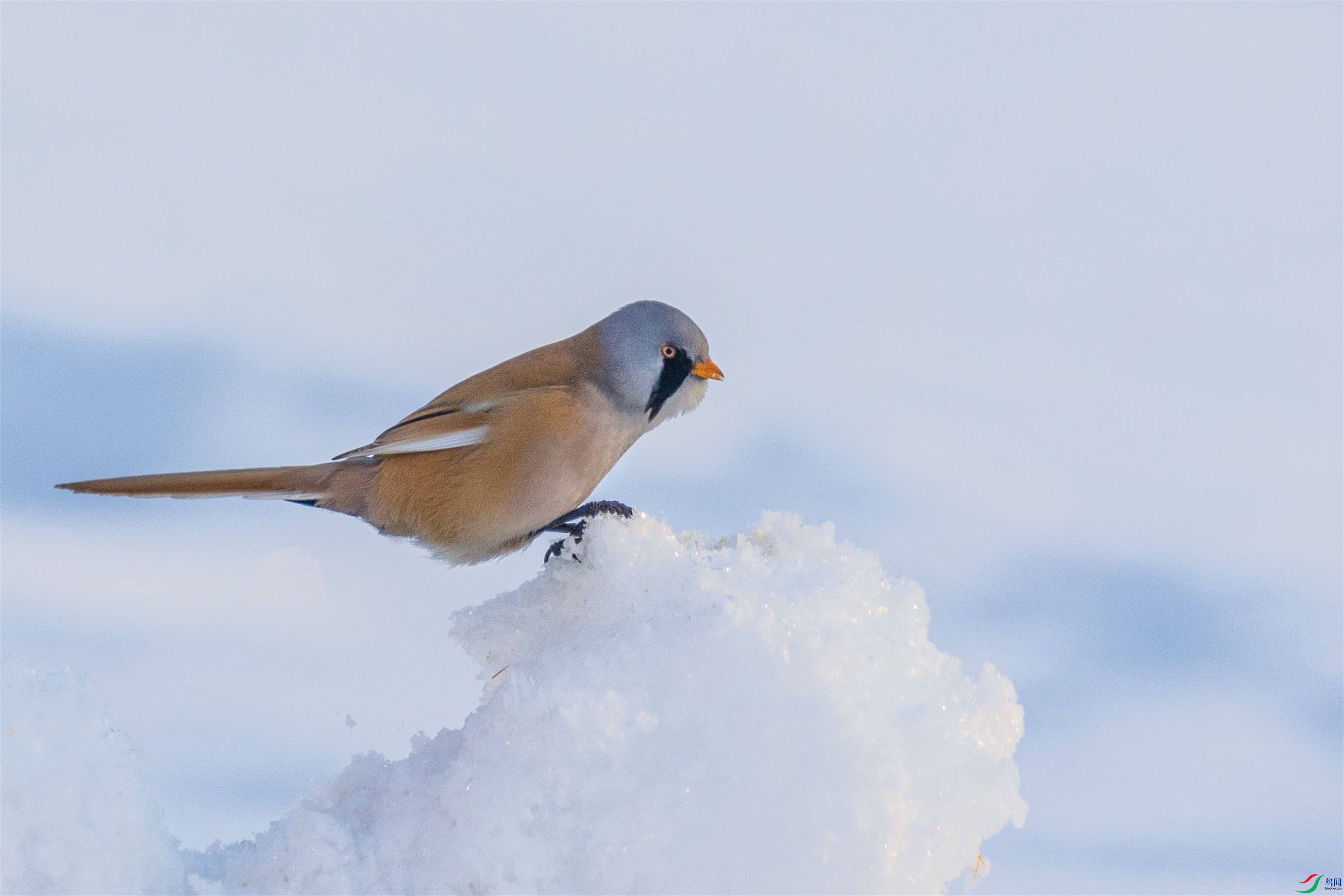 1K3A7284 ����1.jpg