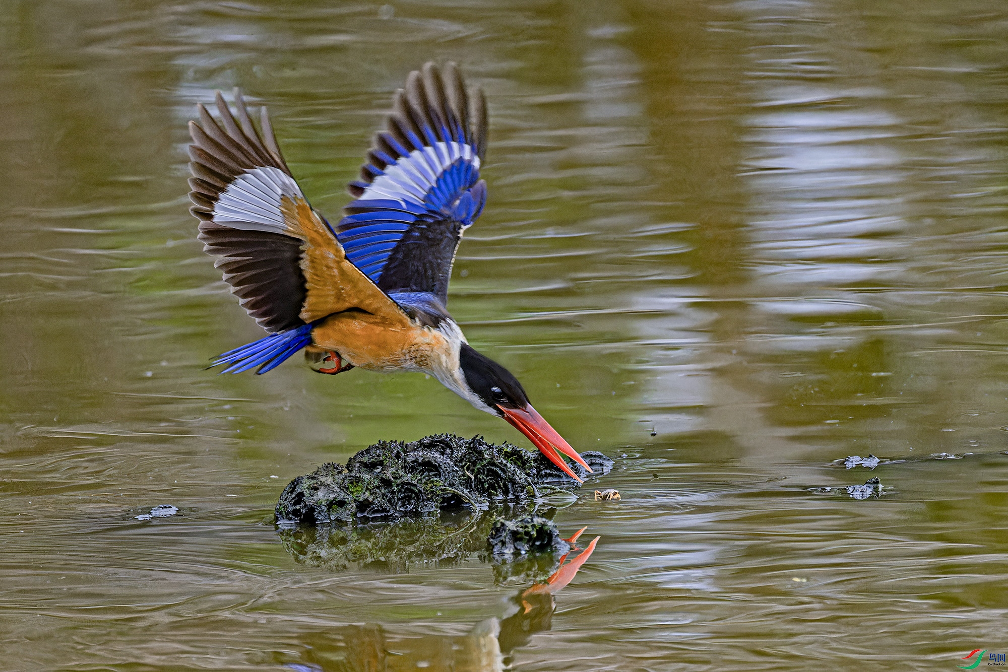 _97A5899-CR3 copy.jpg