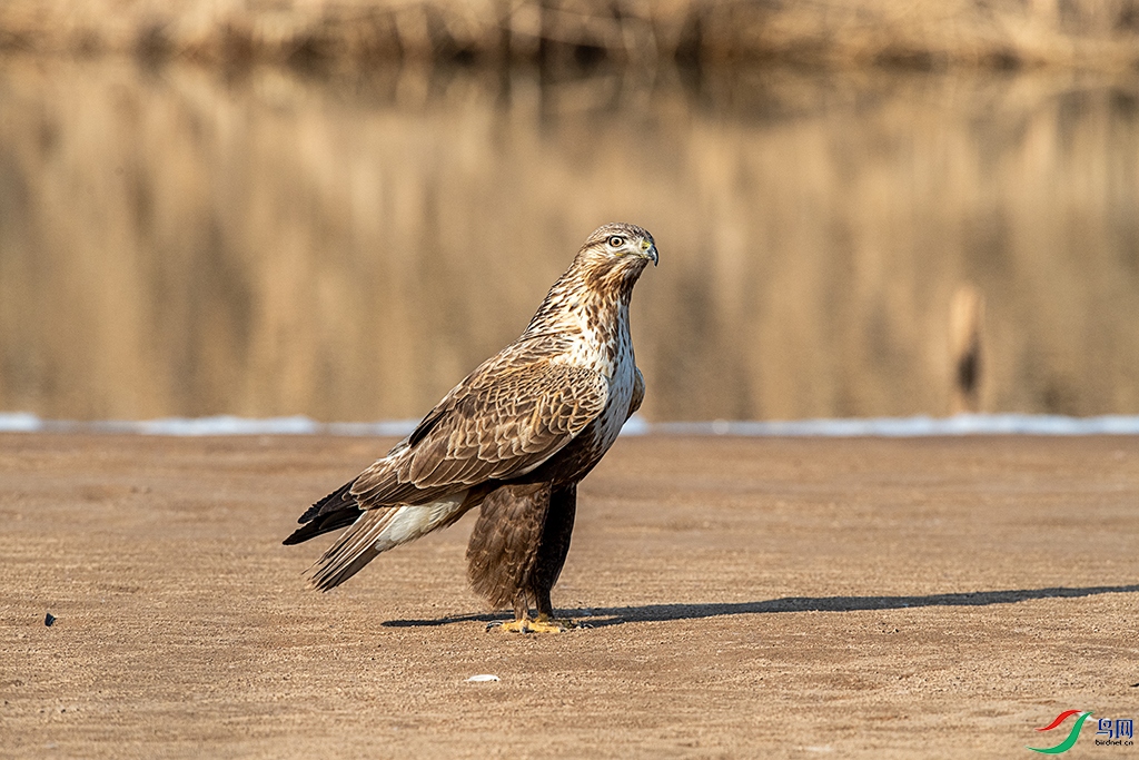 DSC_3352 - ����.jpg