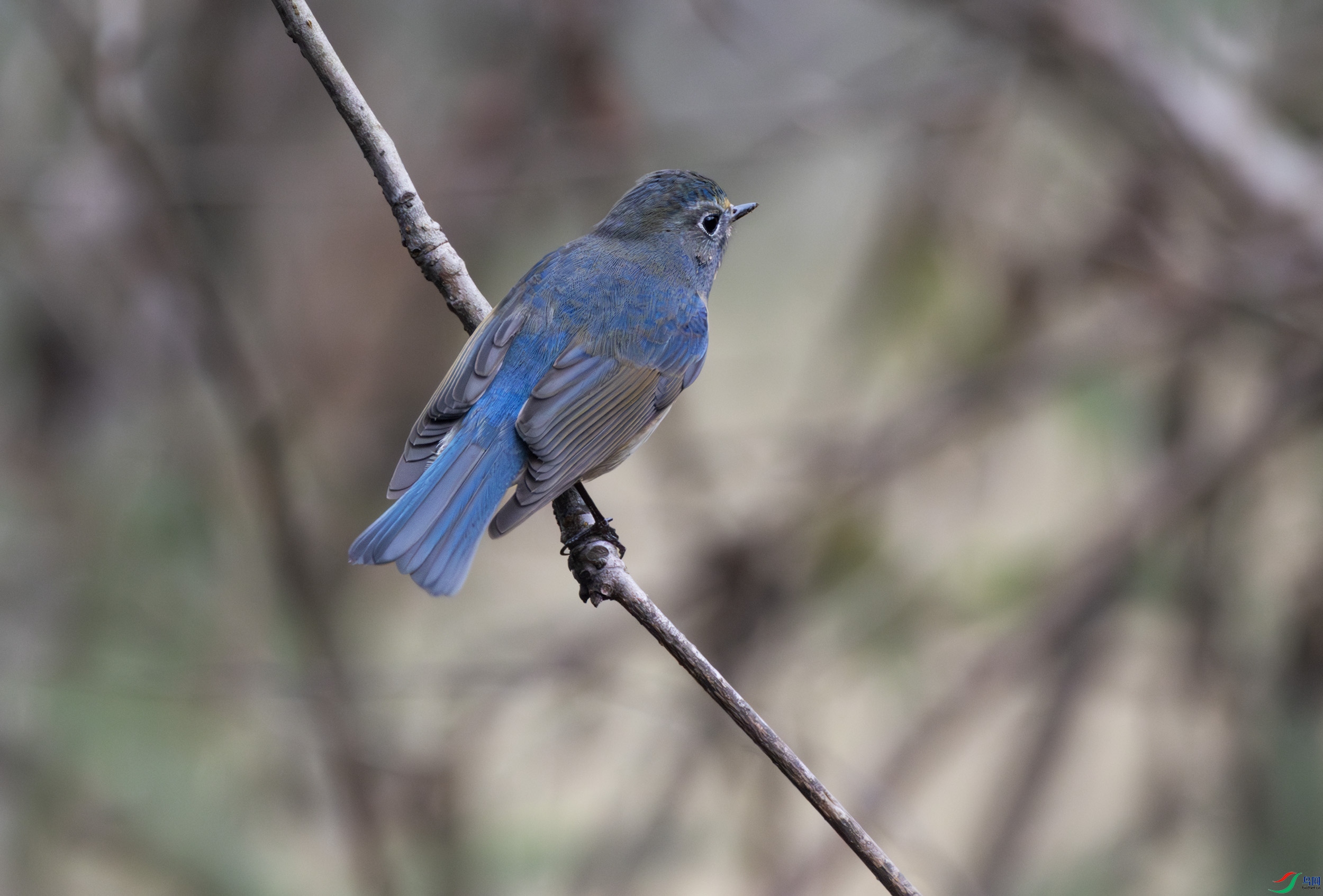 2I1A9785-����ǿ-NR ����.jpg