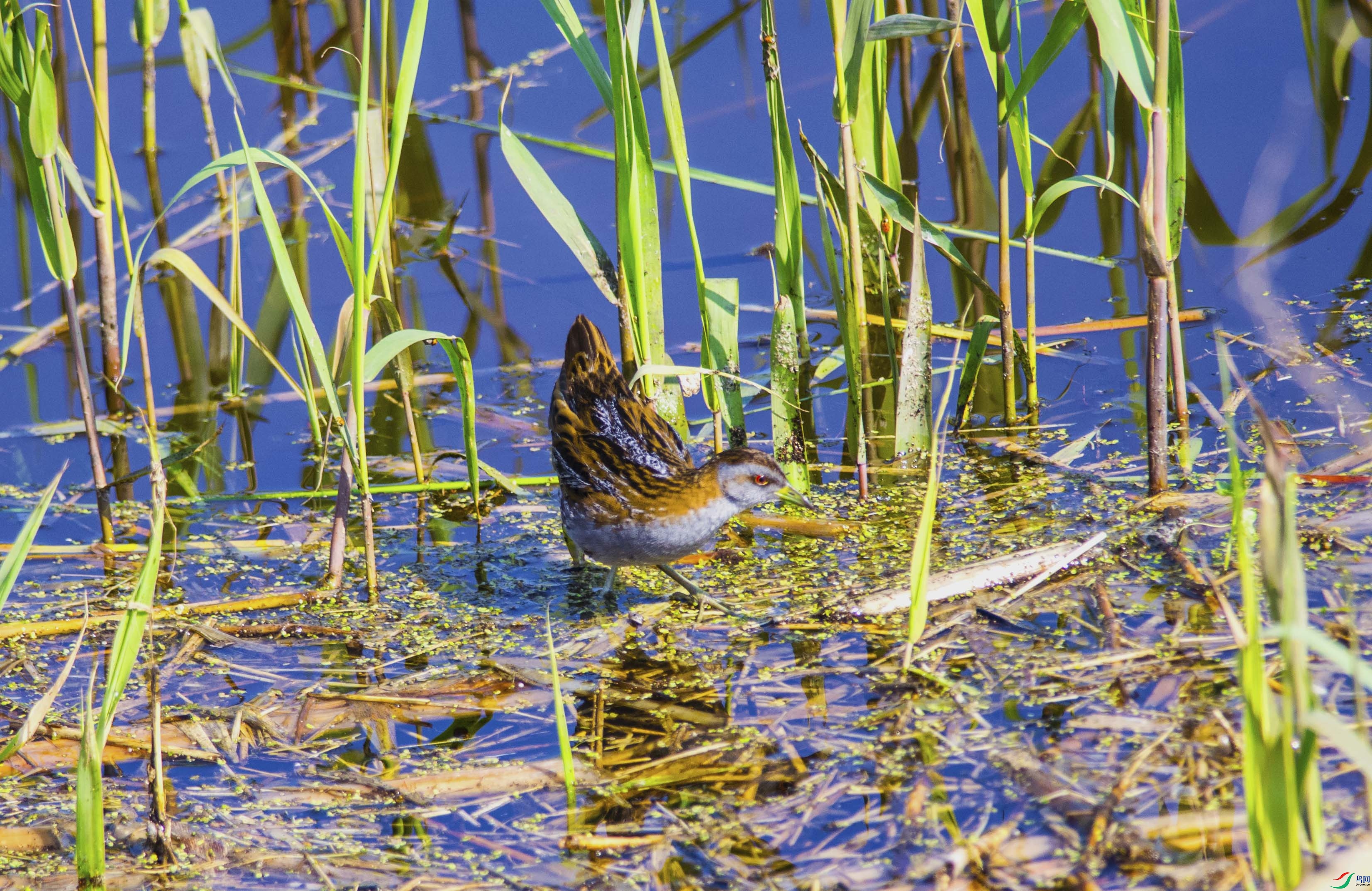 DSC_0615.jpg
