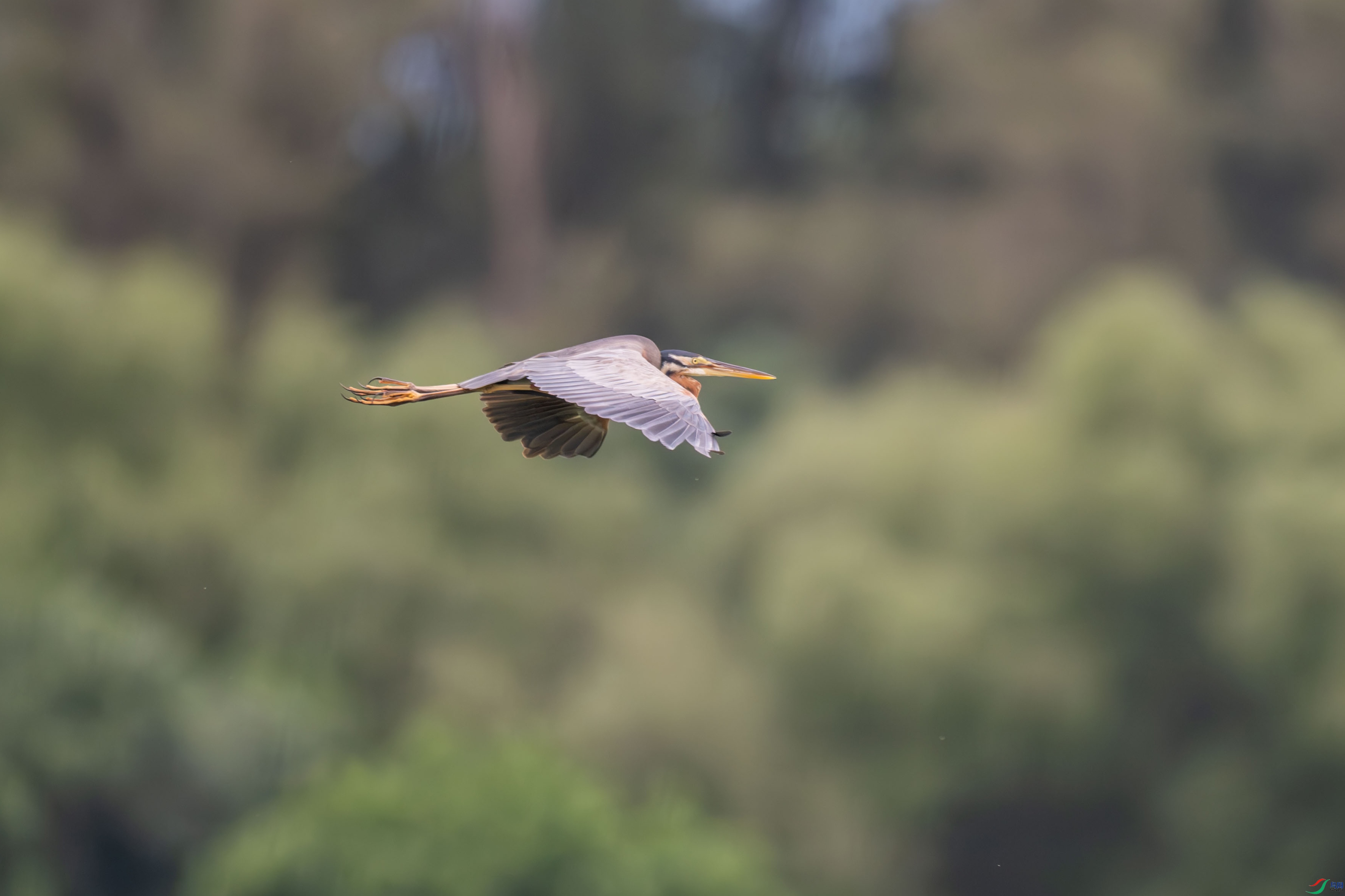 DSC_4663.jpg