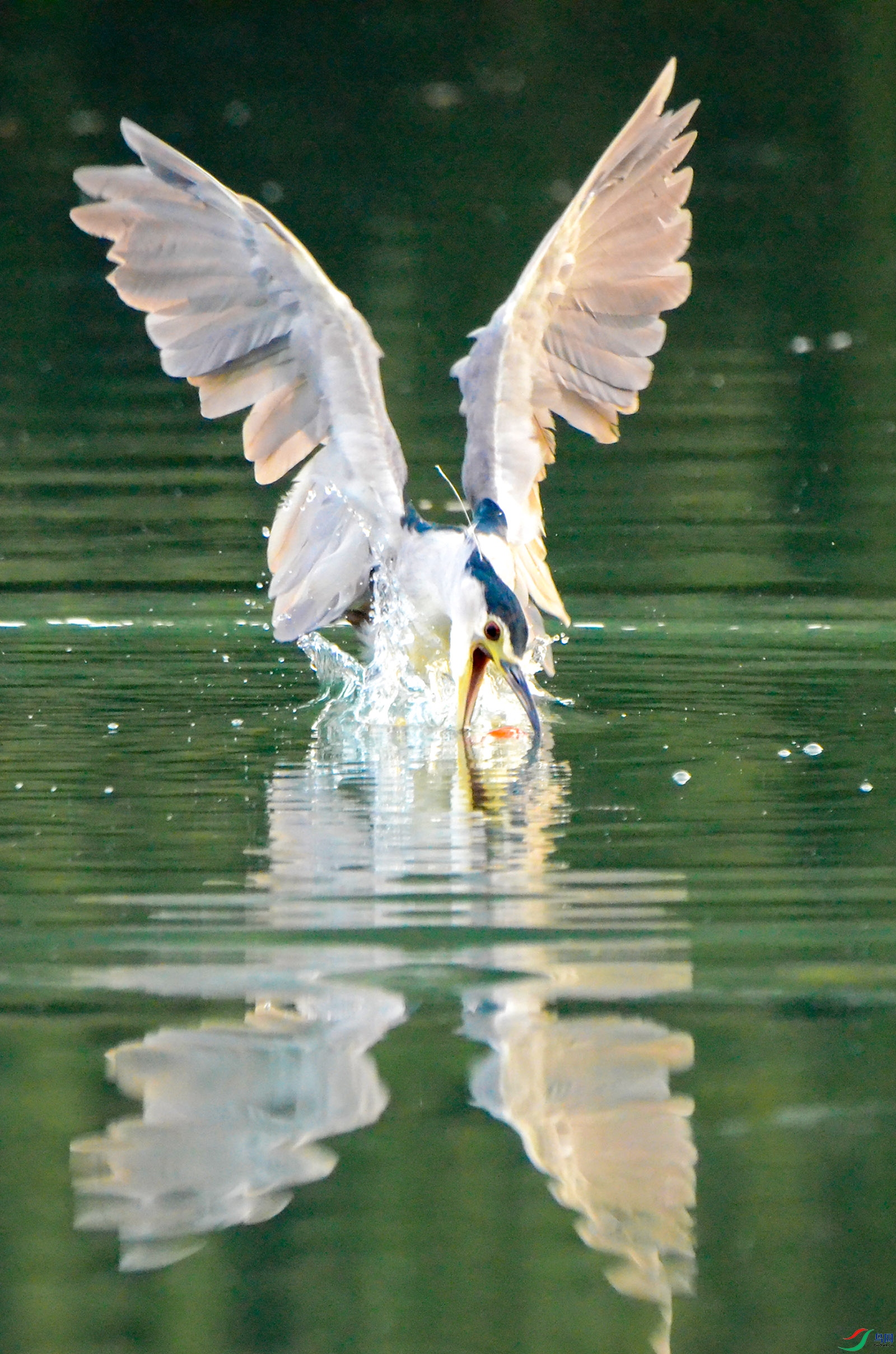 DSC_1247 ����.jpg