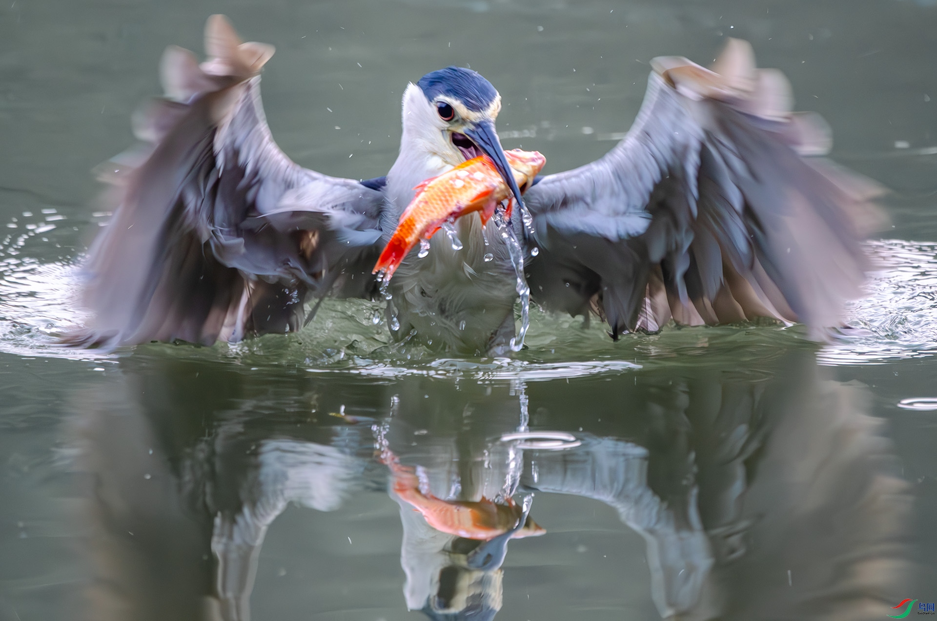 DSC_4914-����ǿ-NR ����.jpg