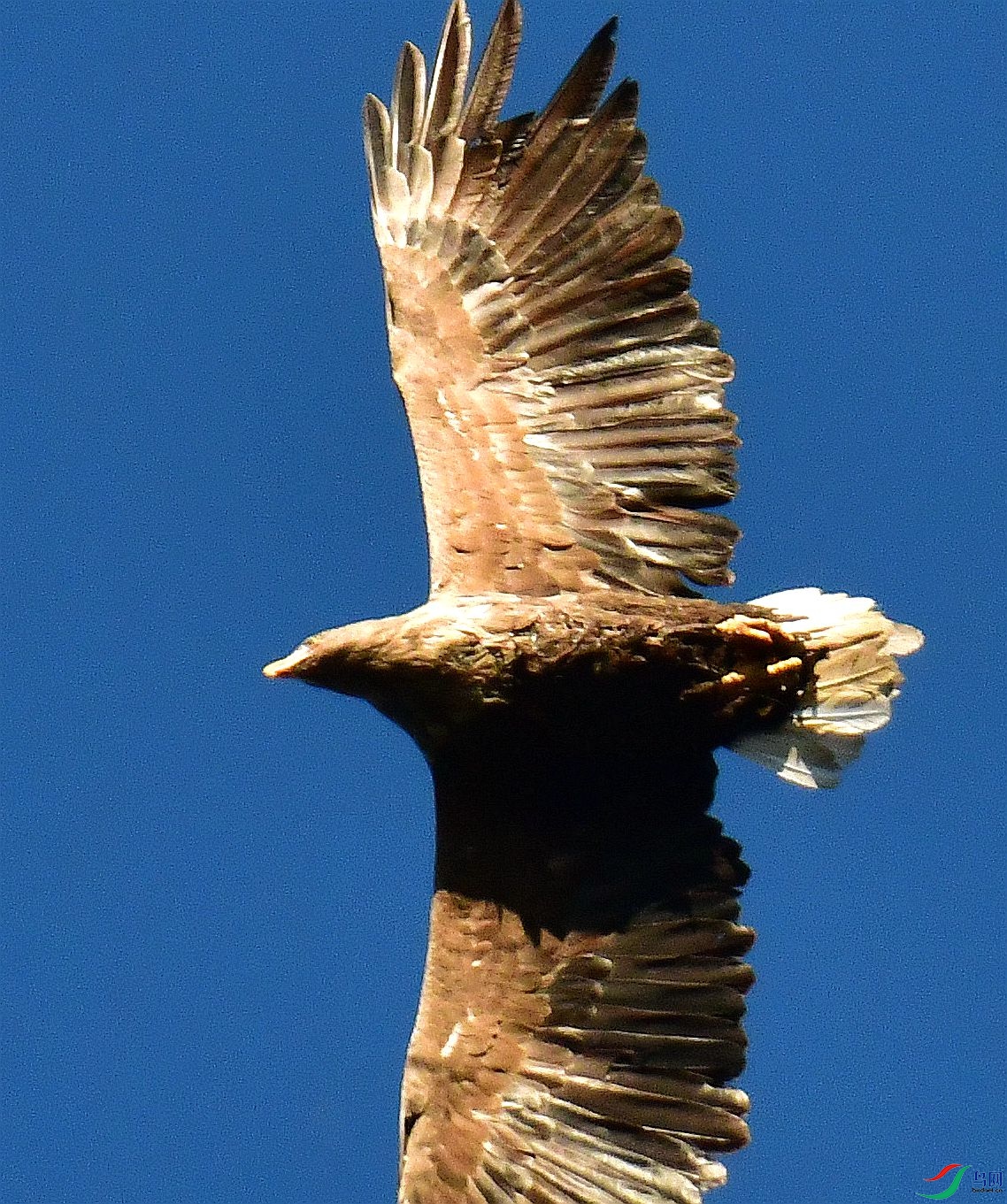 DSC_2463_����.jpg