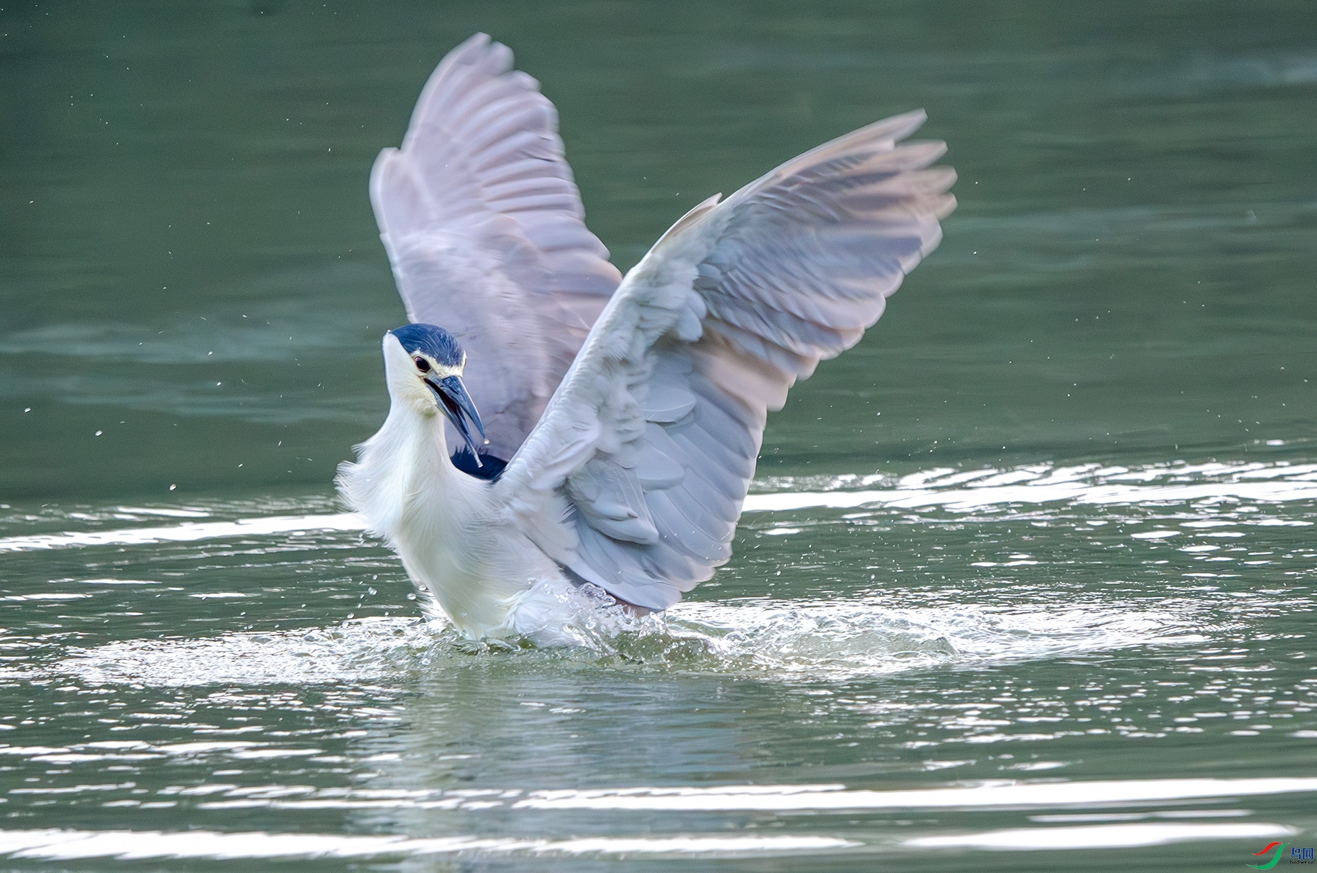 DSC_5018-����ǿ-NR ����.jpg