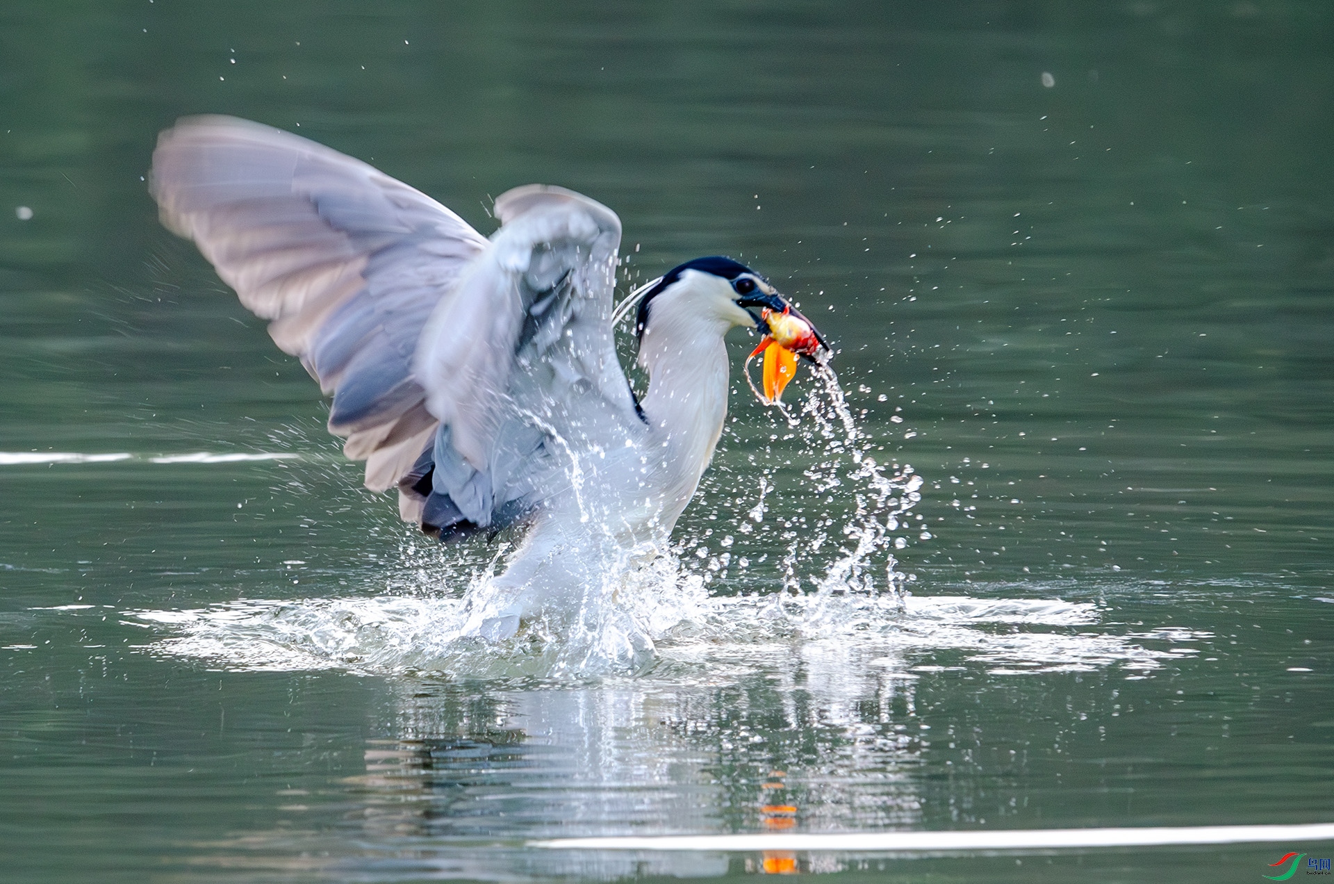 DSC_5028-����ǿ-NR ����.jpg