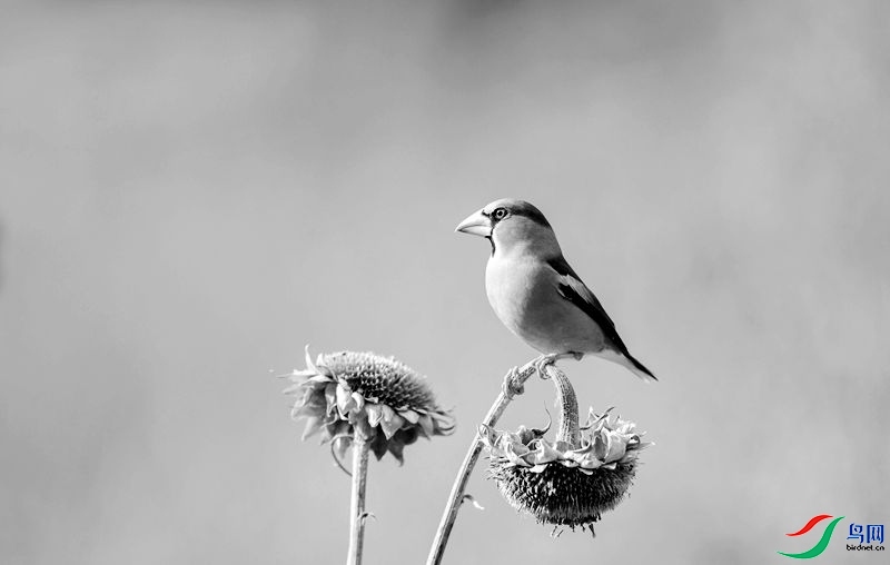 143251t0fp3k543f51pf31.jpg