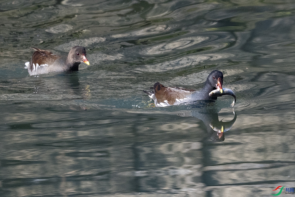 DSC_8941---.jpg