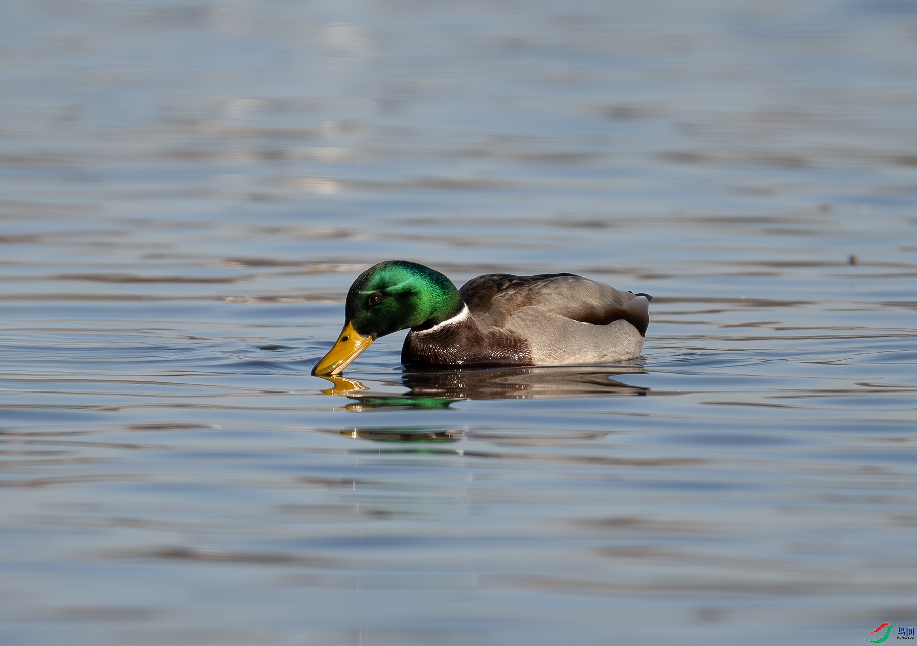 DSC_4638f.jpg