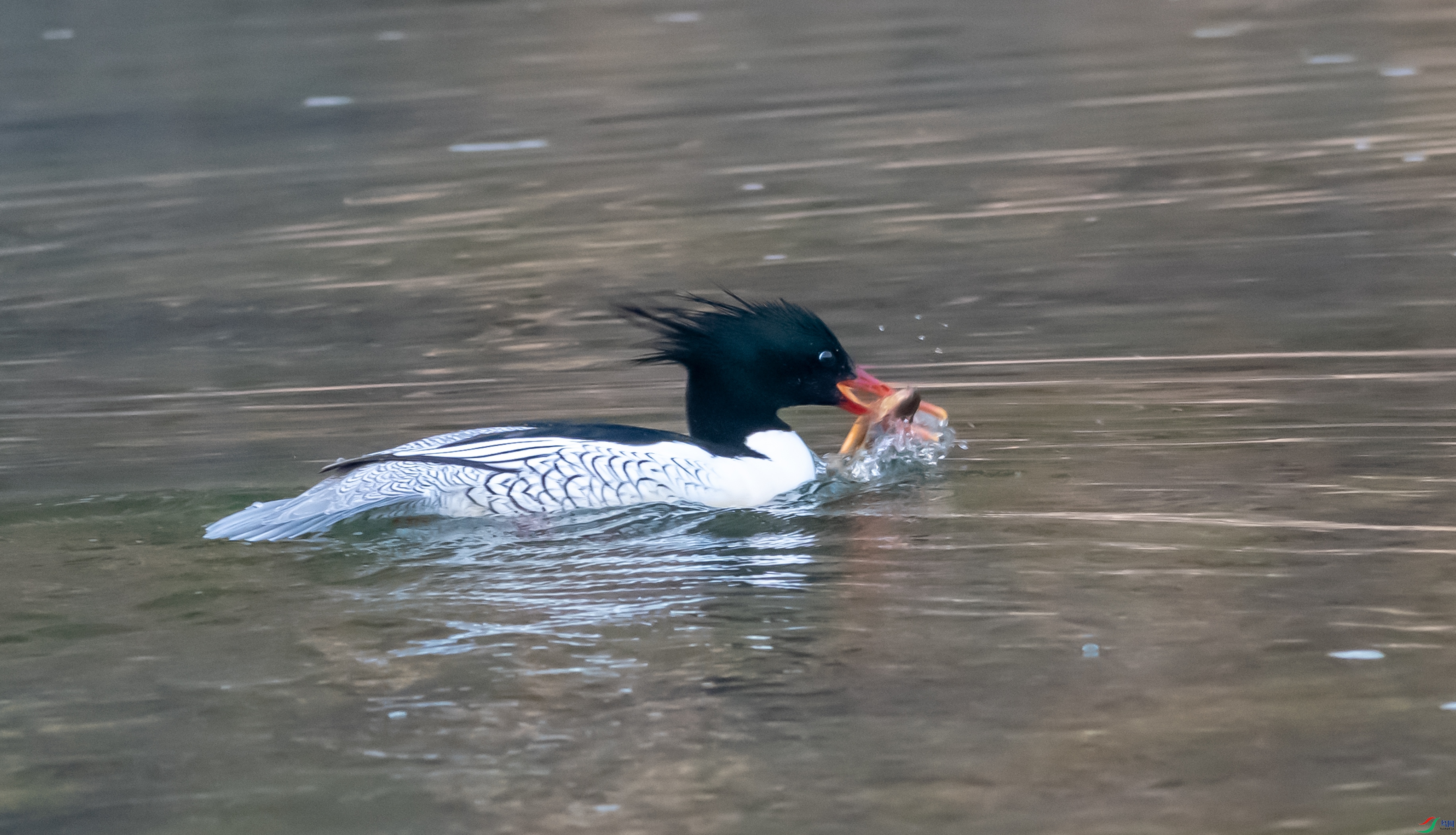 DSC_2201.jpg