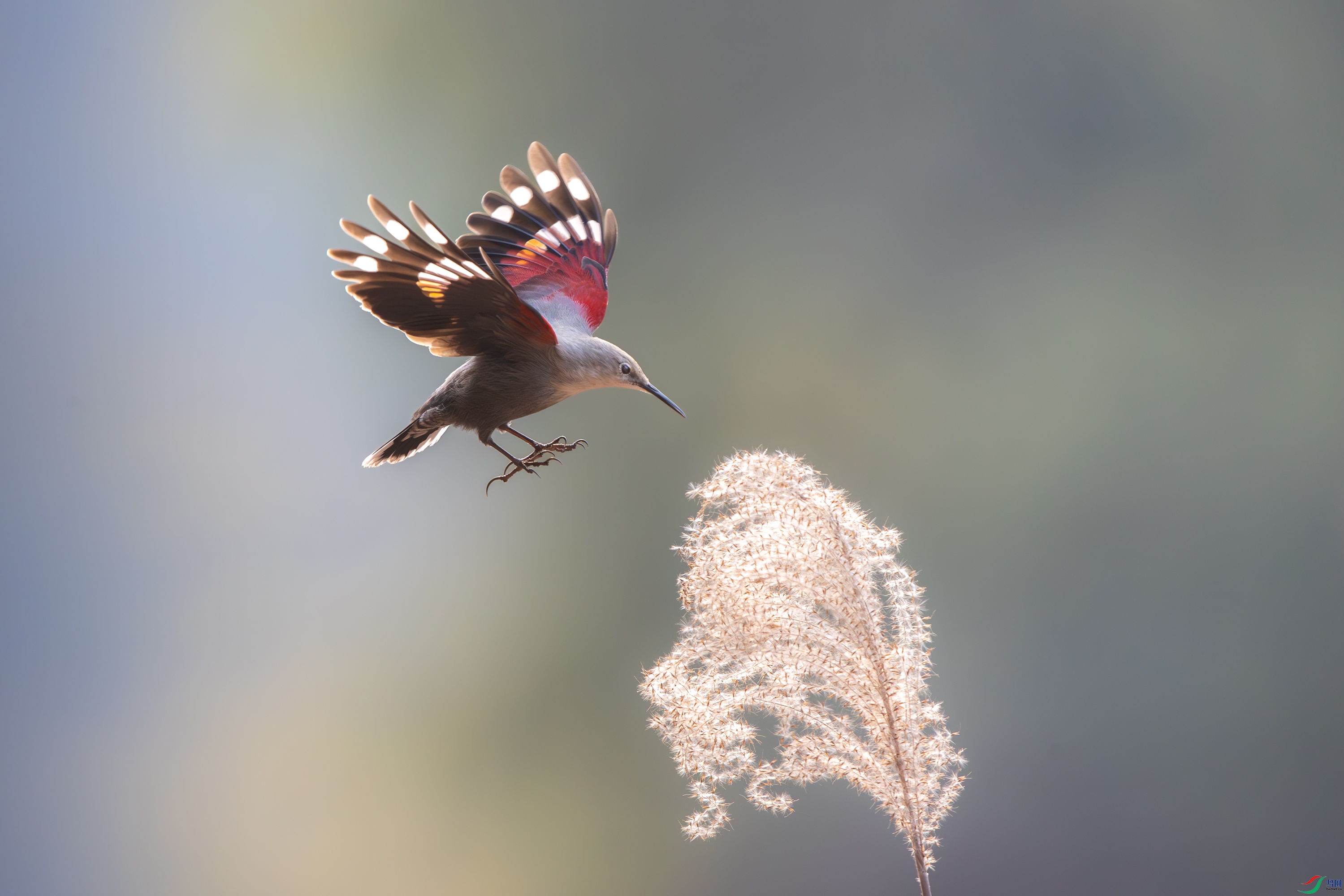 A15I0012-����ǿ-NR ����.jpg