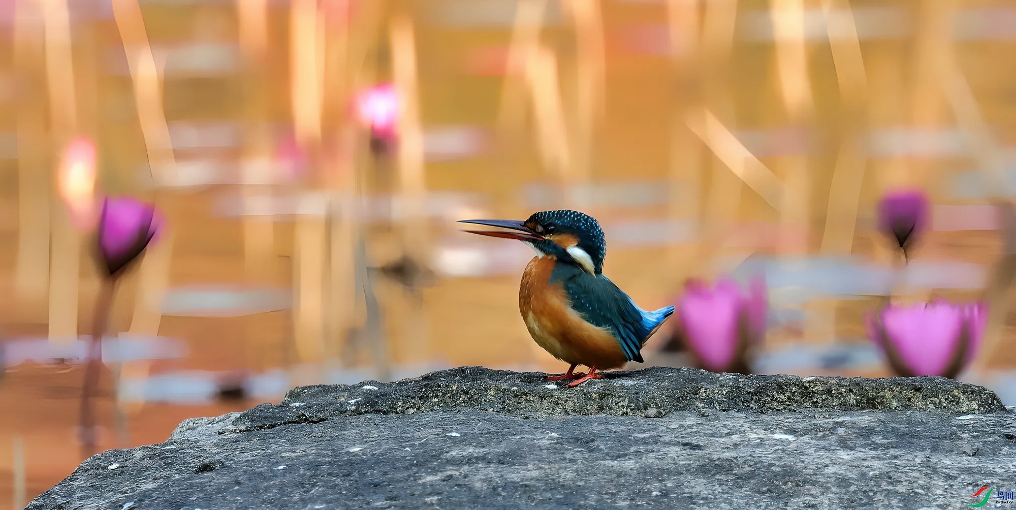 ����С��