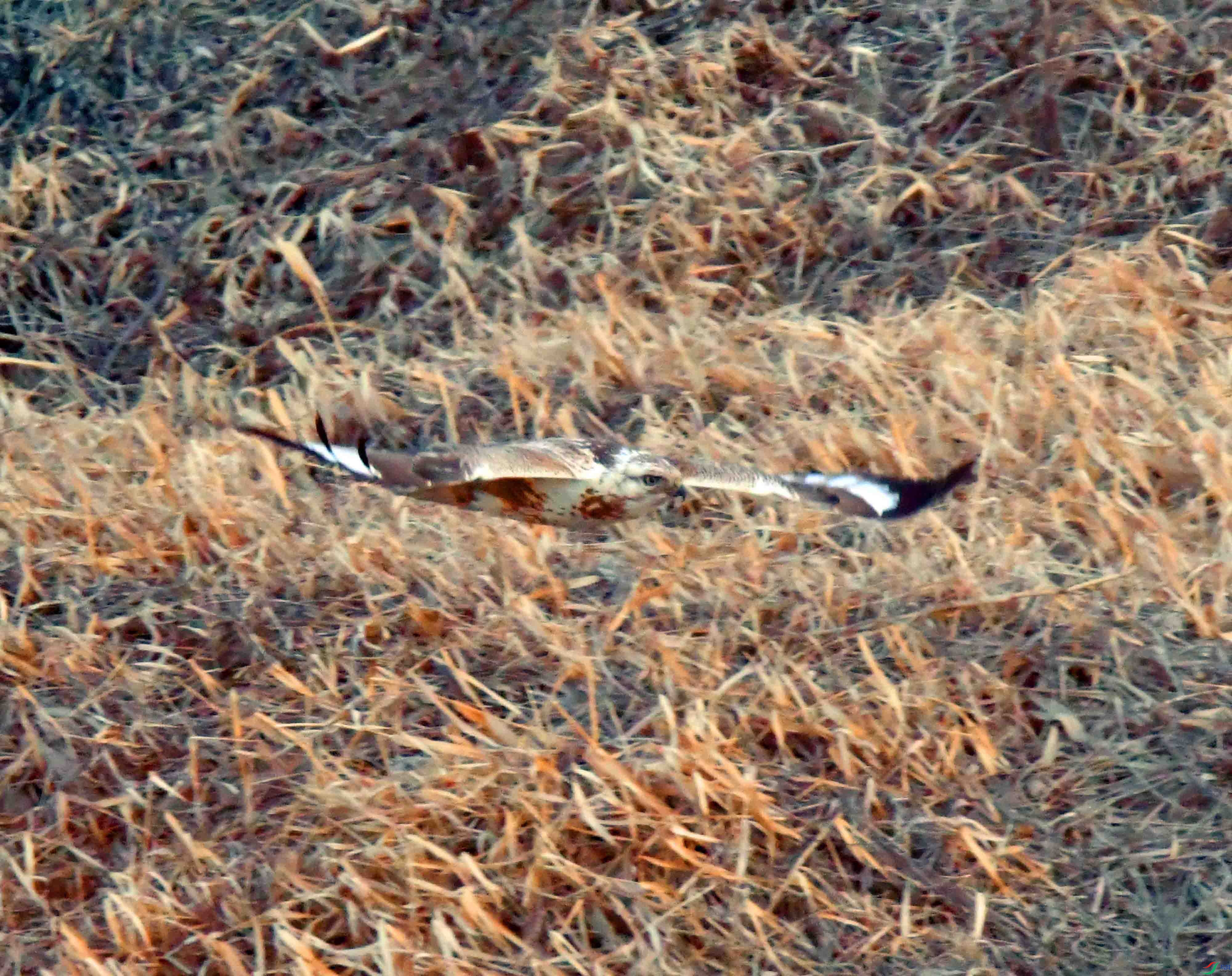 DSC_6167.JPG