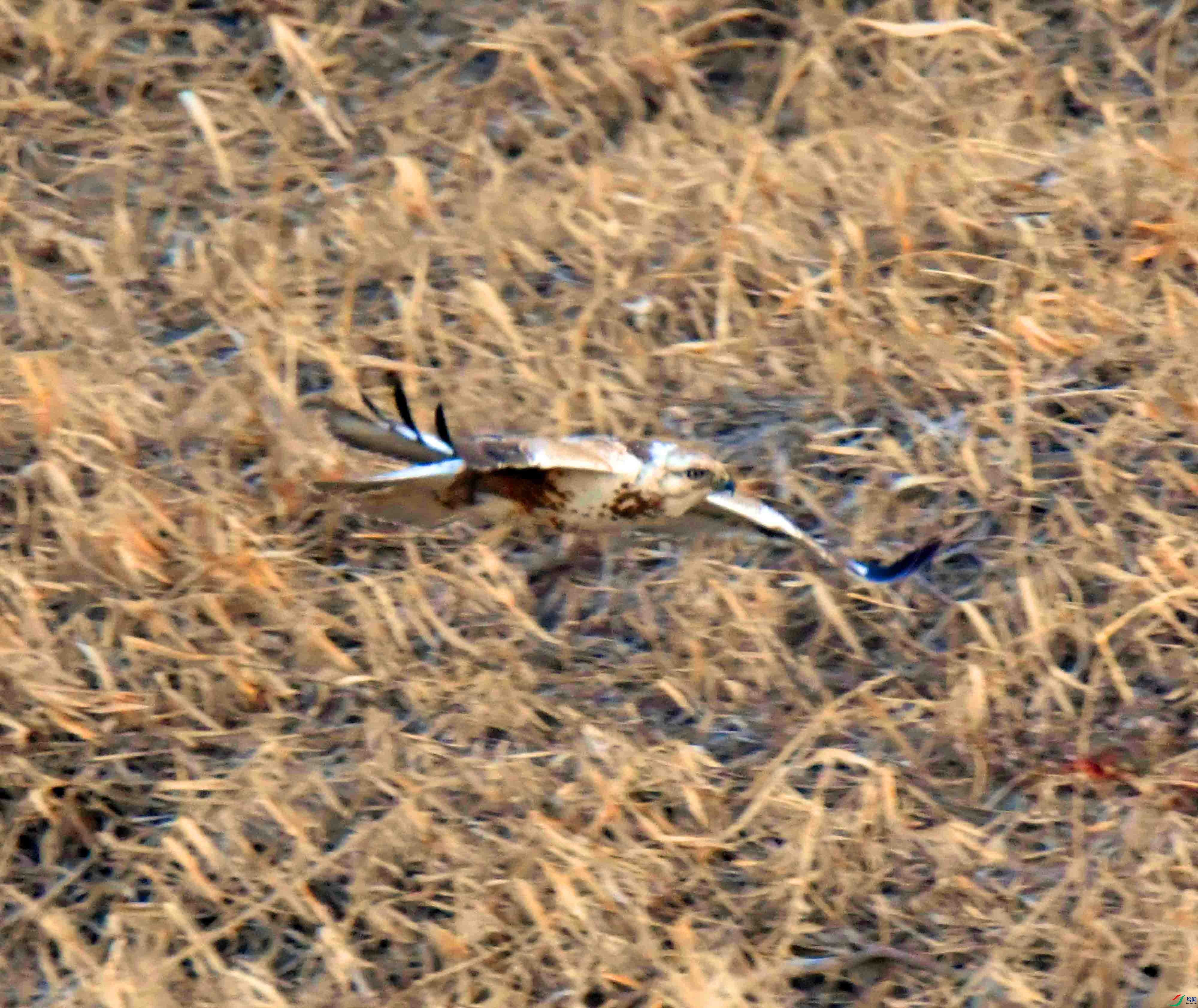 DSC_6168.JPG