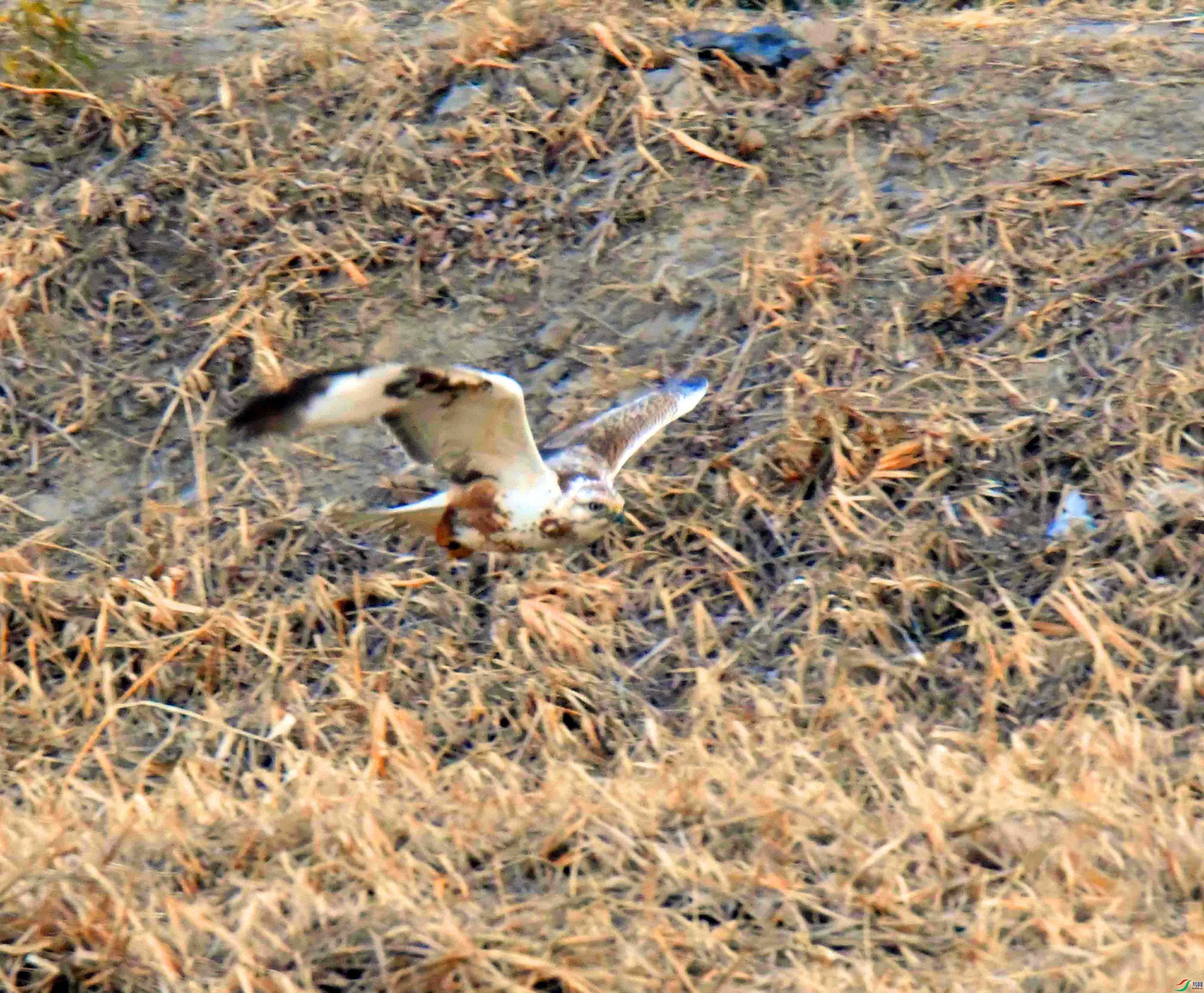DSC_6165.JPG