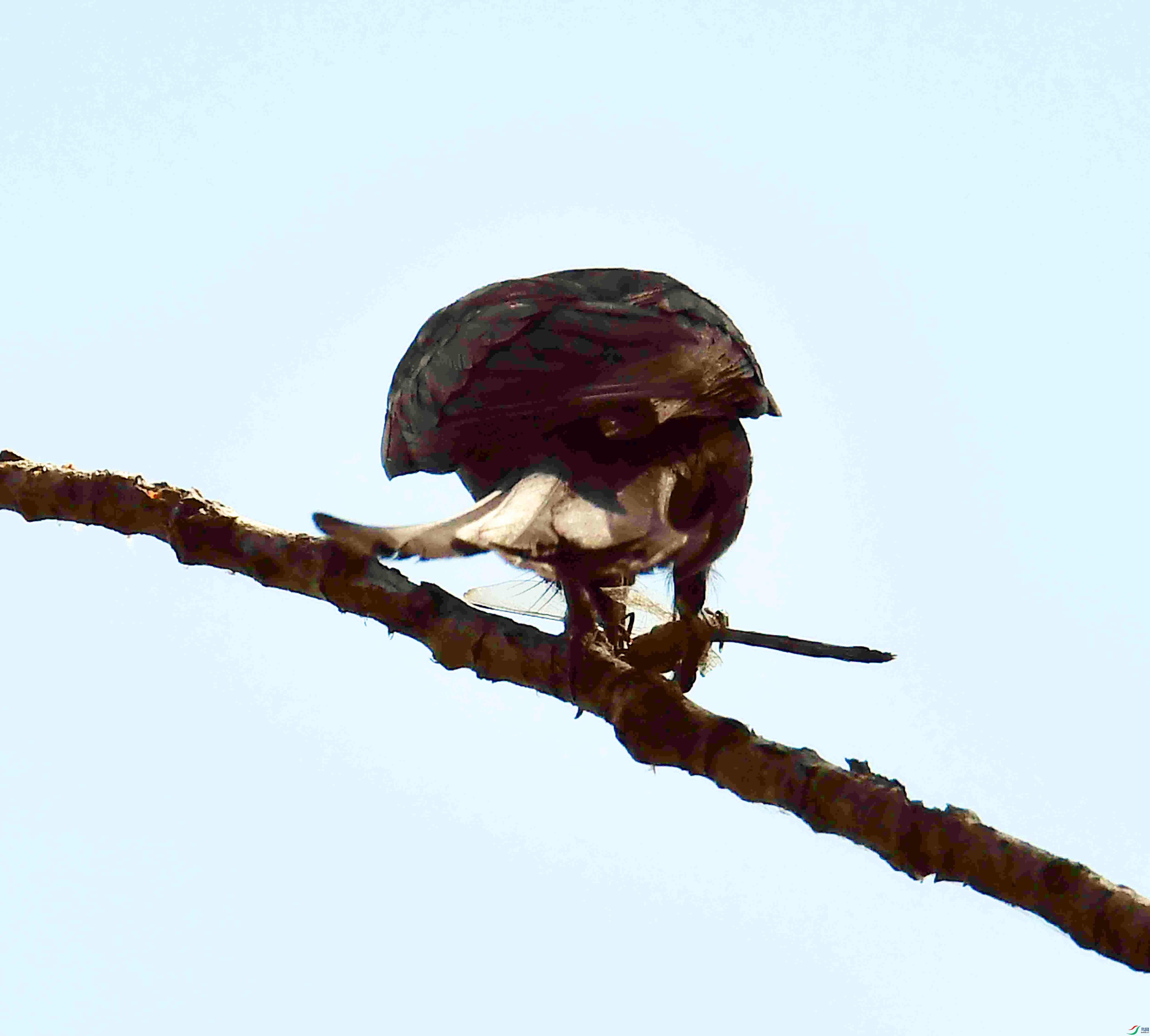 DSC_9689.JPG