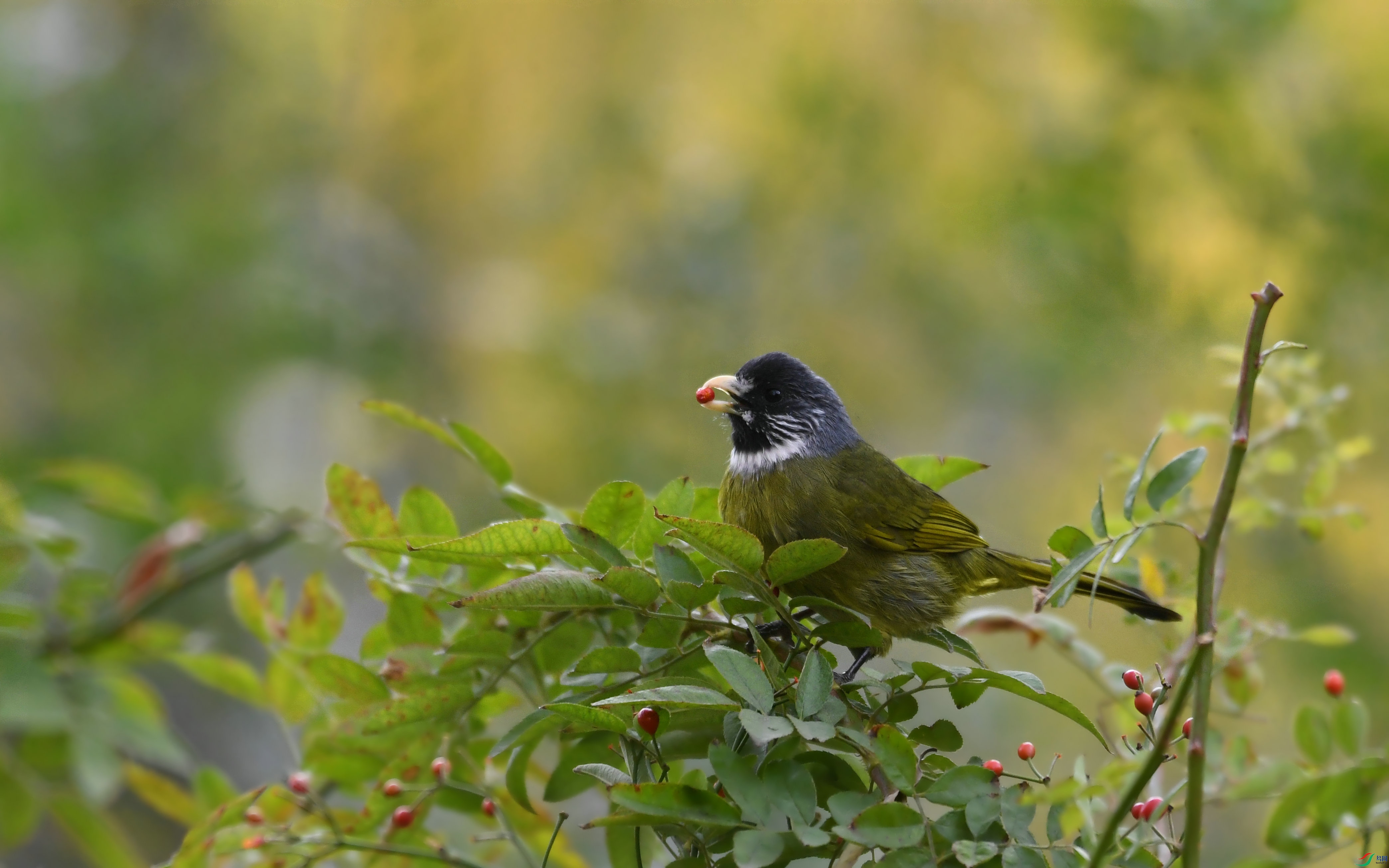 DSC_0619.JPG